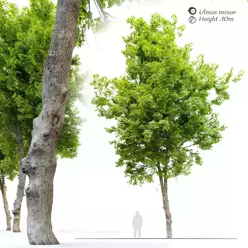 Ulmus minor 3D model