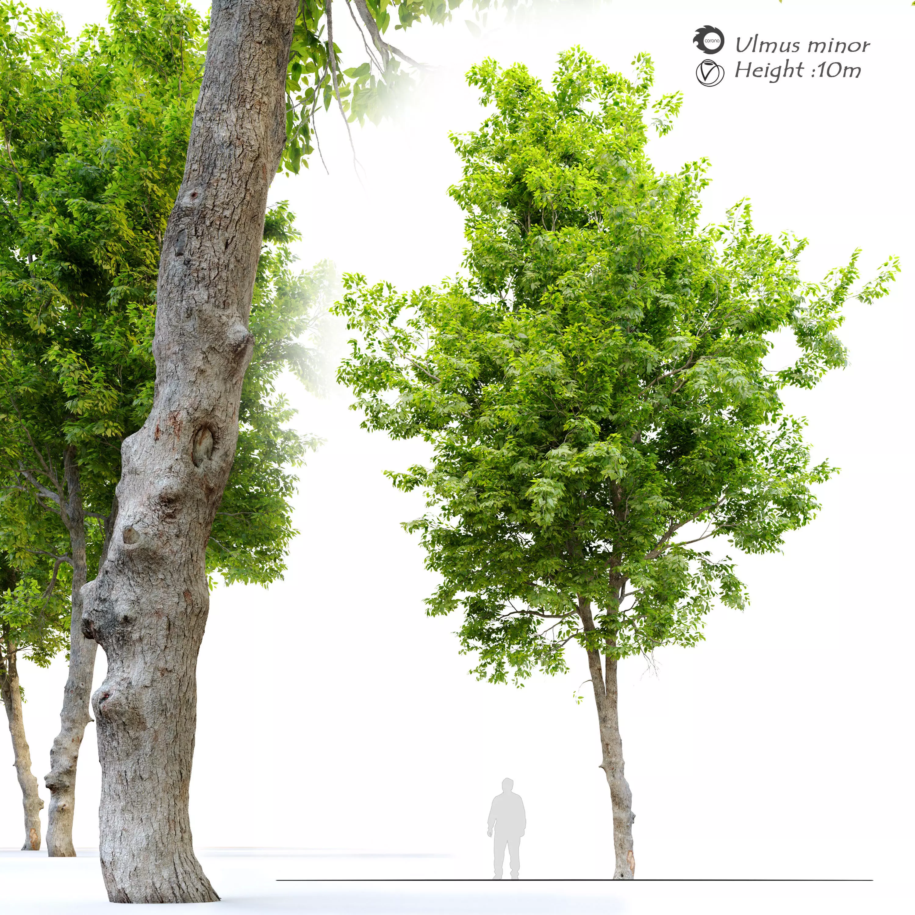 Ulmus minor 3D model_0