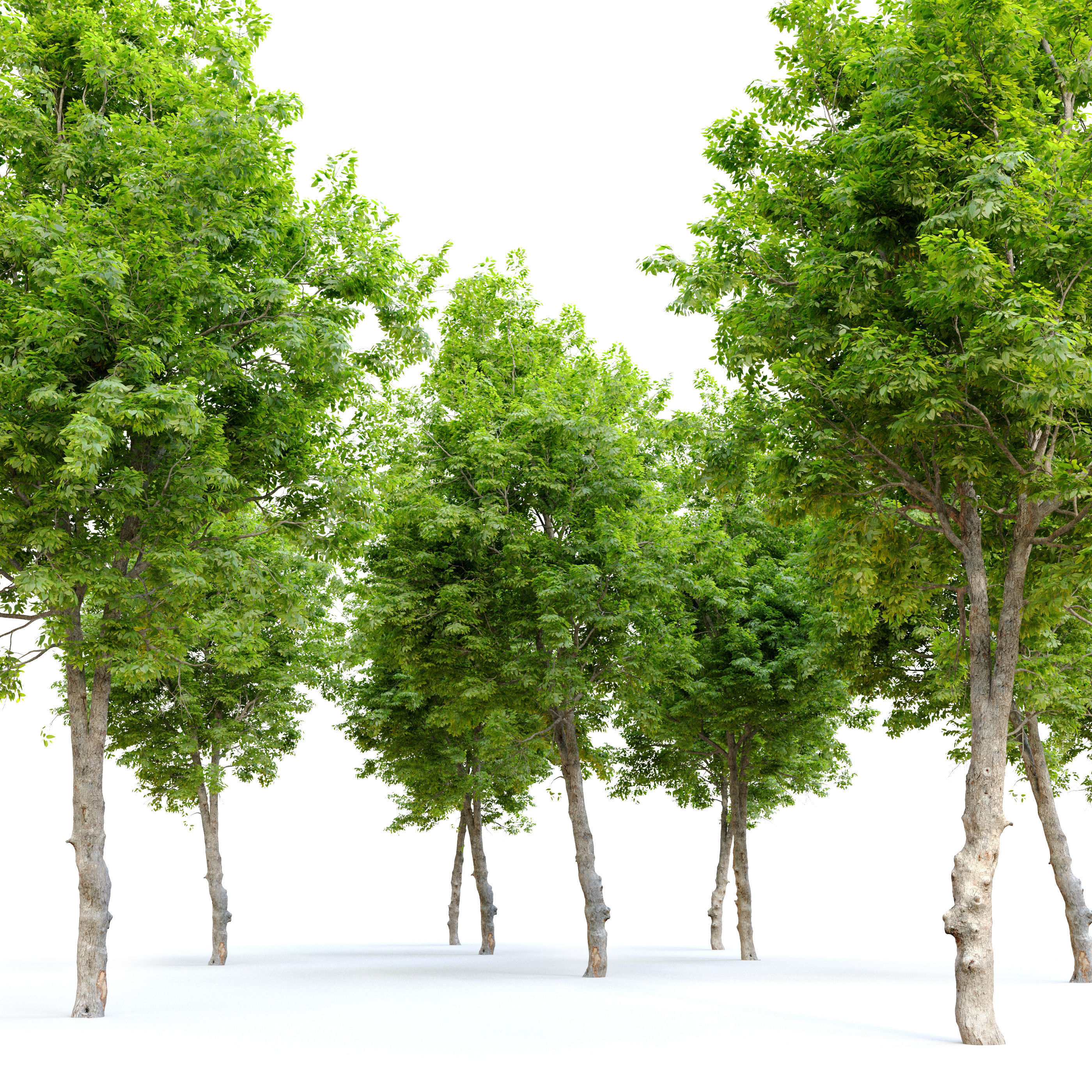 Ulmus minor 3D model_2