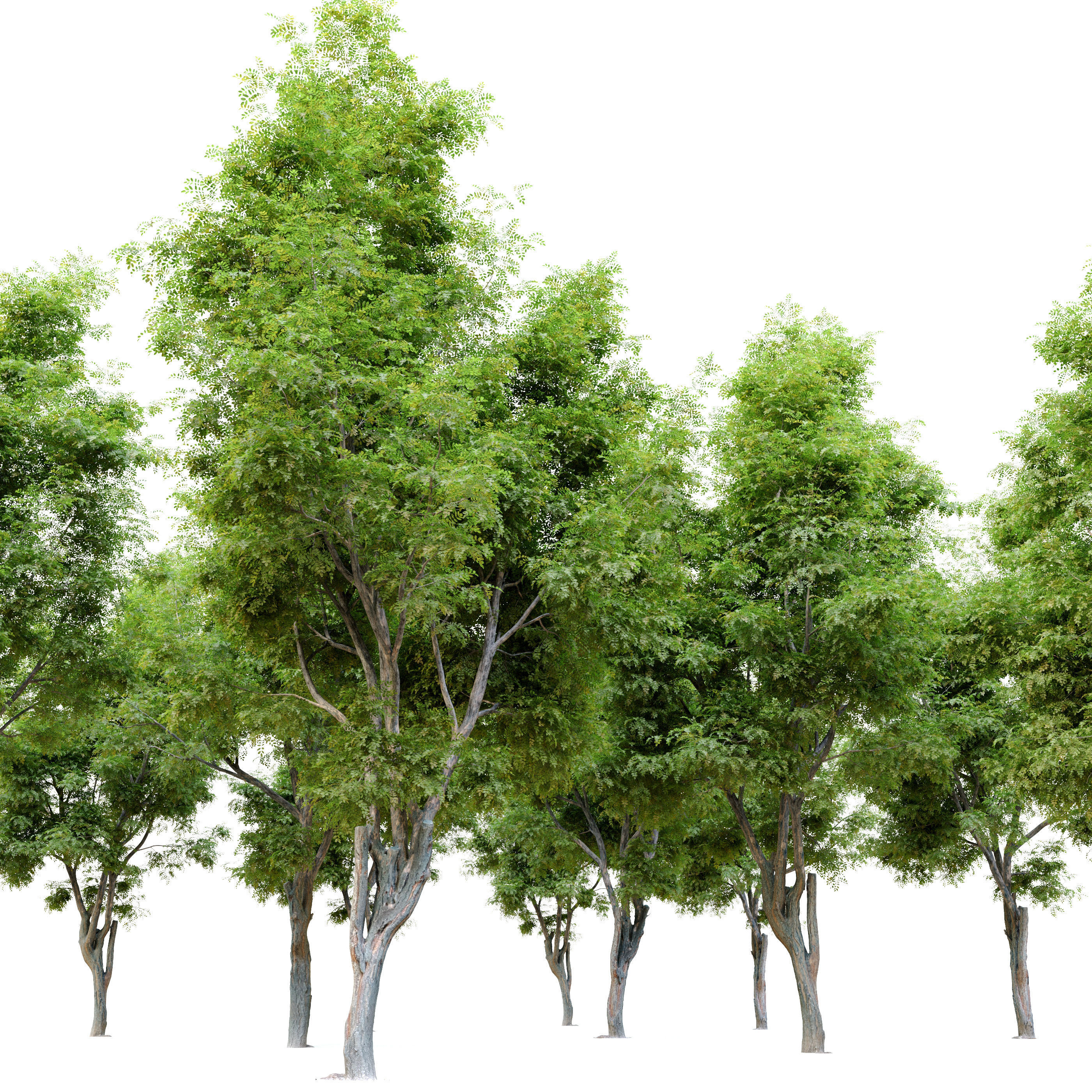 Robinia ambigua decaisneana 3D model_3