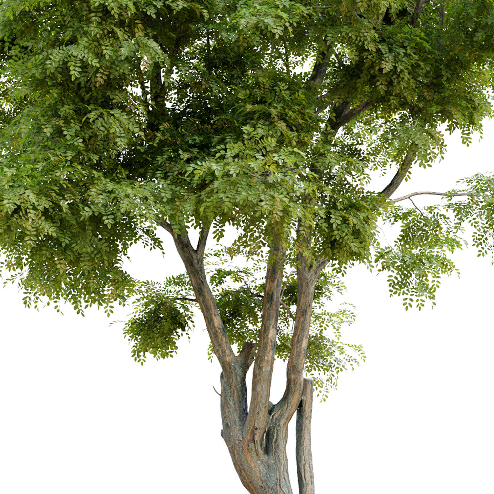 Robinia ambigua decaisneana 3D model_5