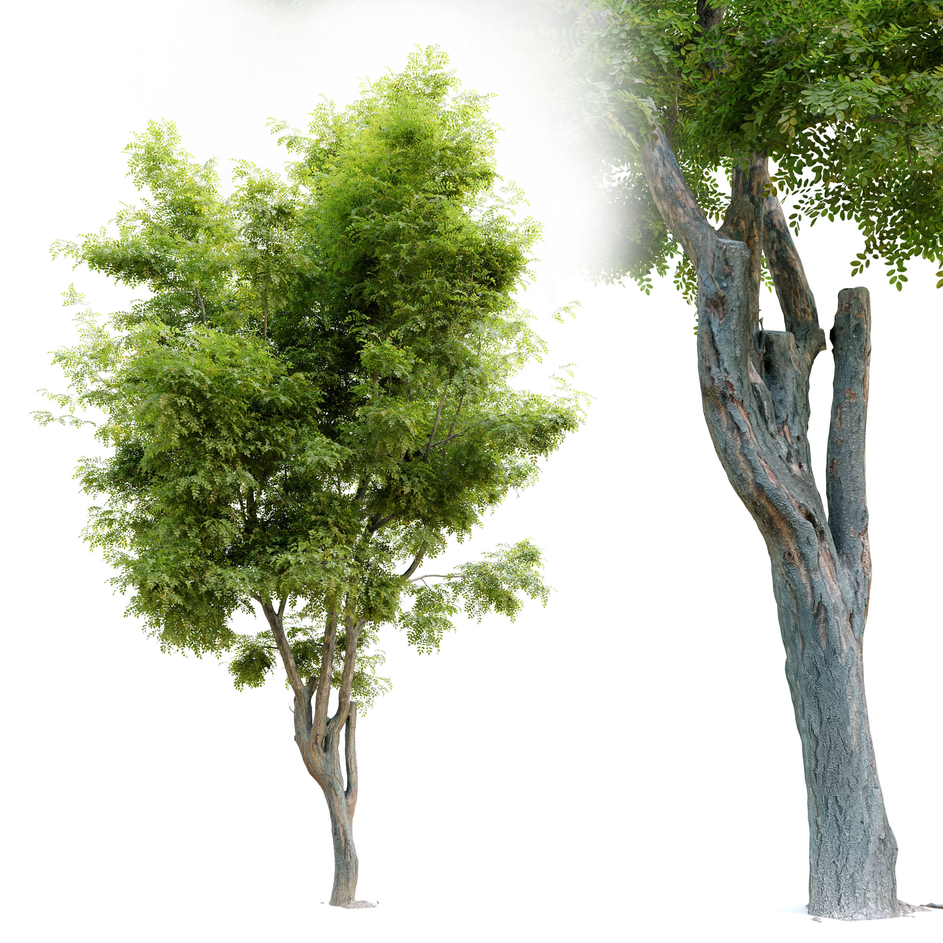 Robinia ambigua decaisneana 3D model_1