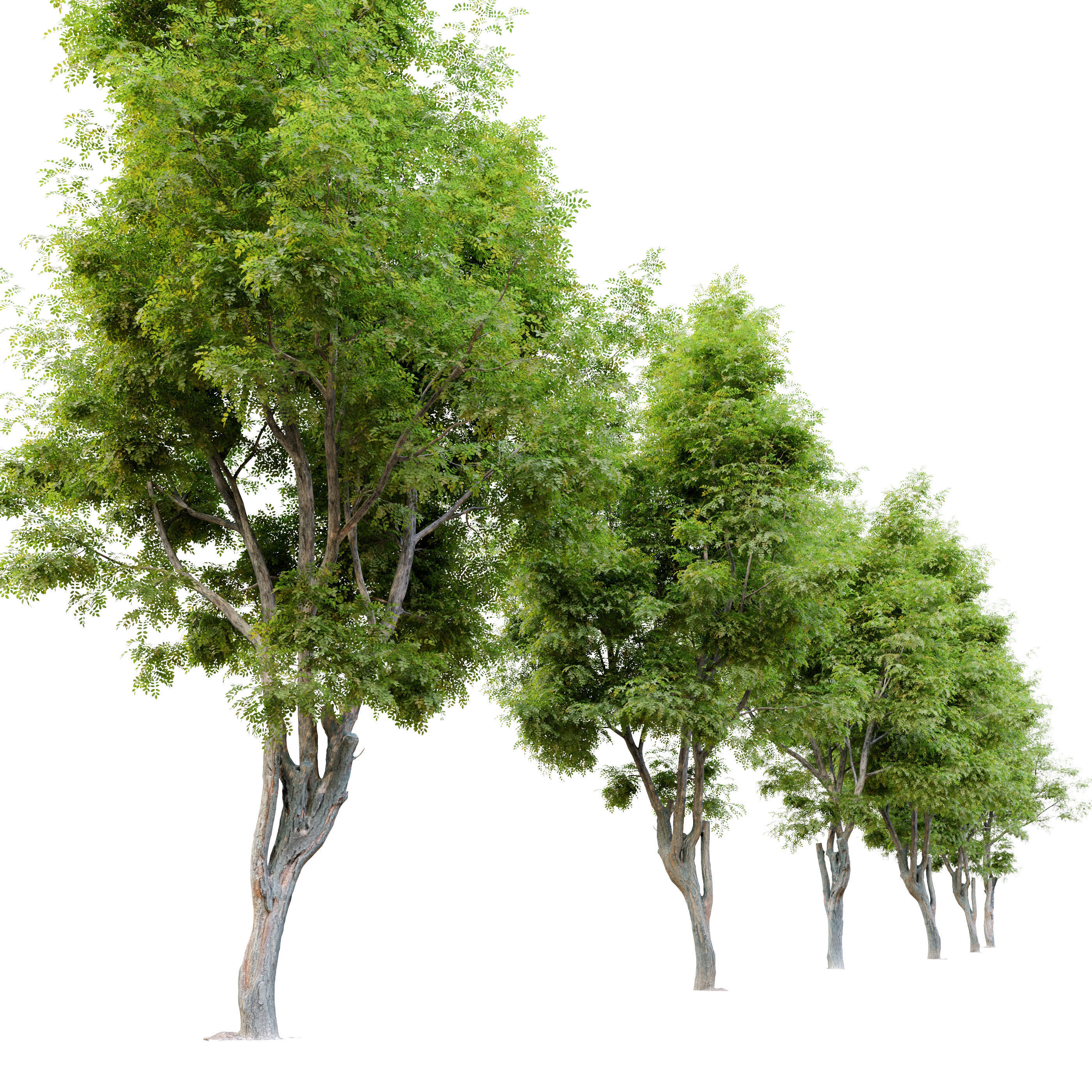 Robinia ambigua decaisneana 3D model_2