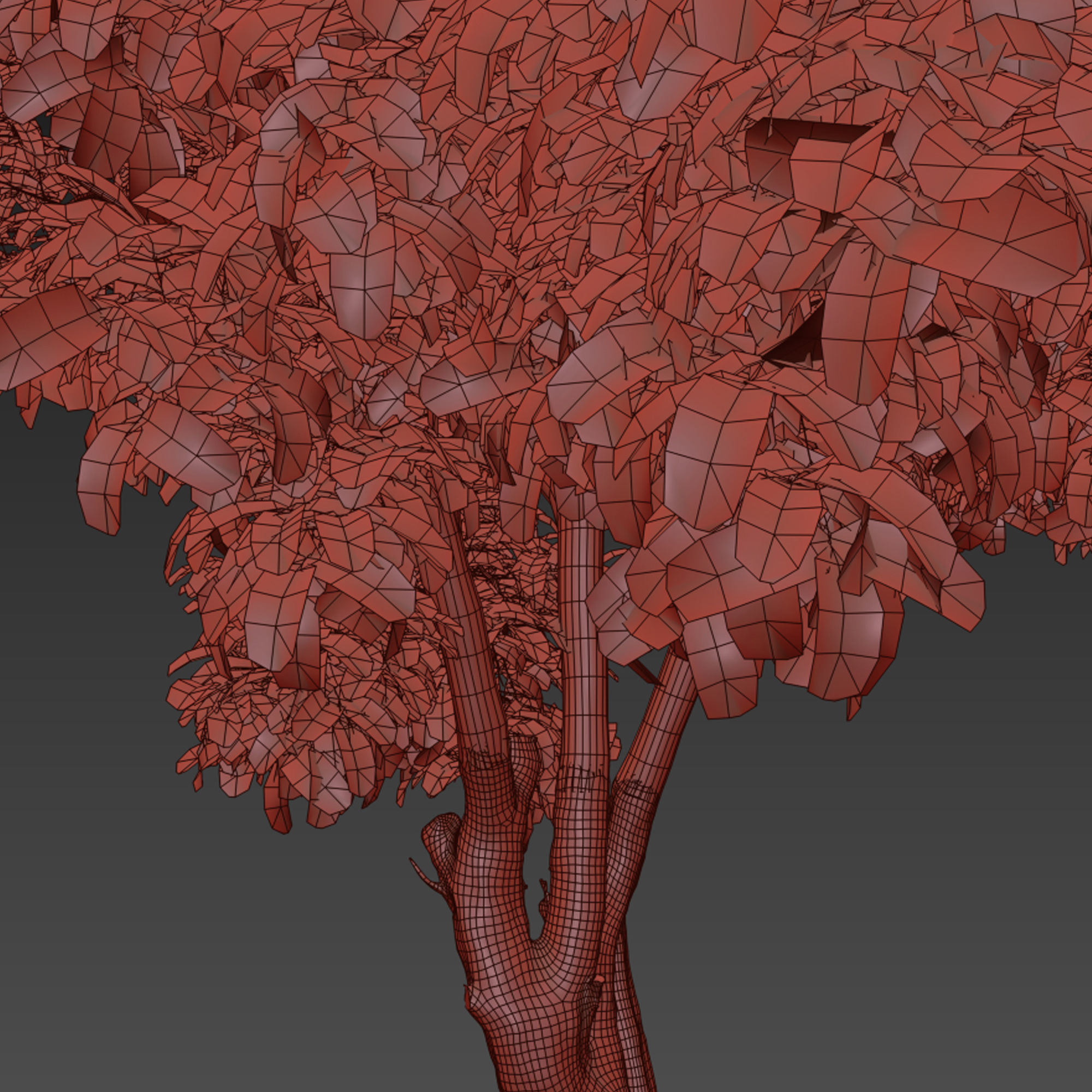 Robinia ambigua decaisneana 3D model_6