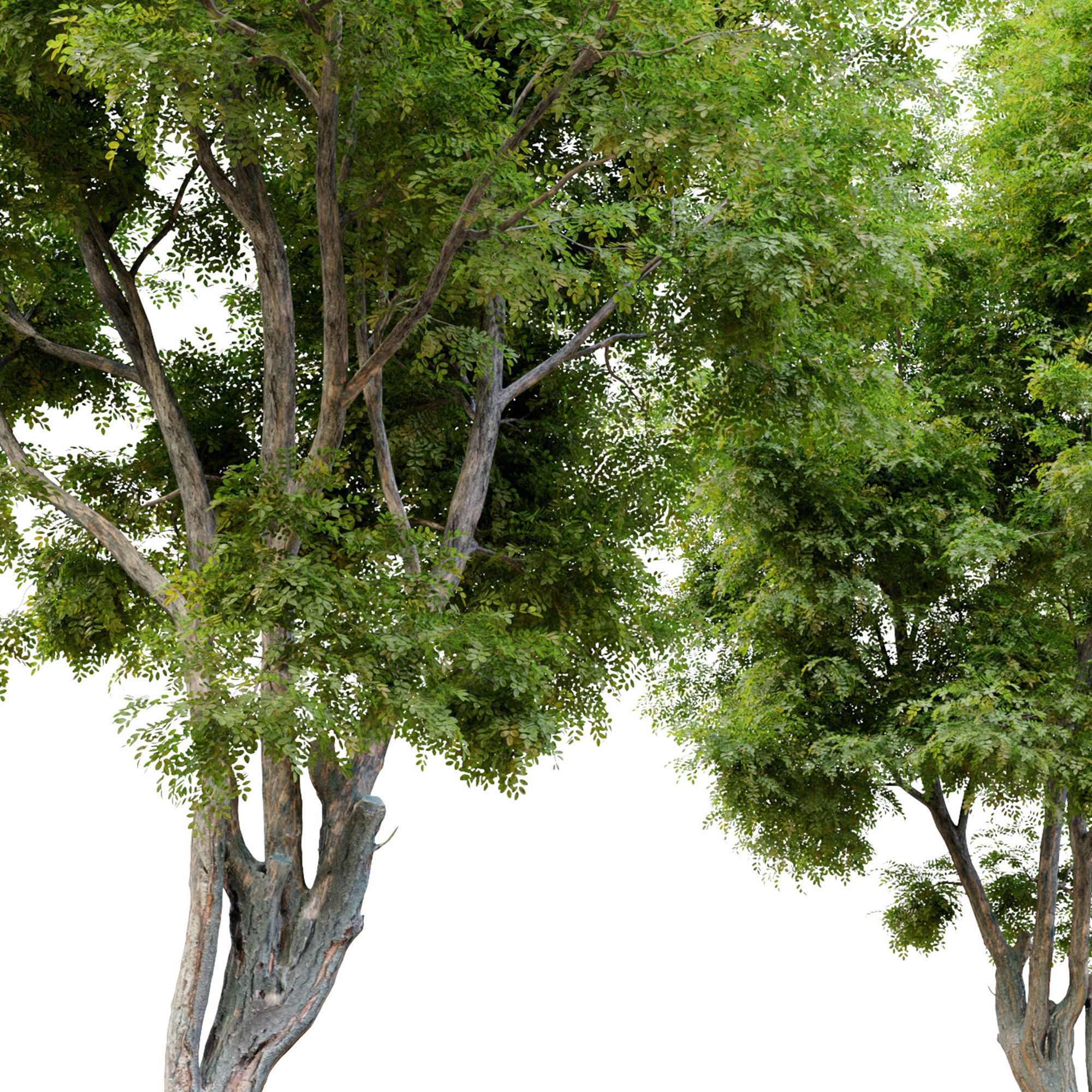 Robinia ambigua decaisneana 3D model_4