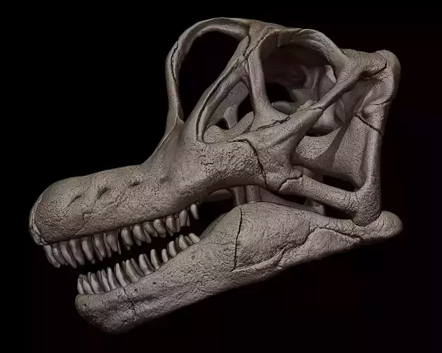 Brachiosaurus Skull 3D Print Model 3D print model