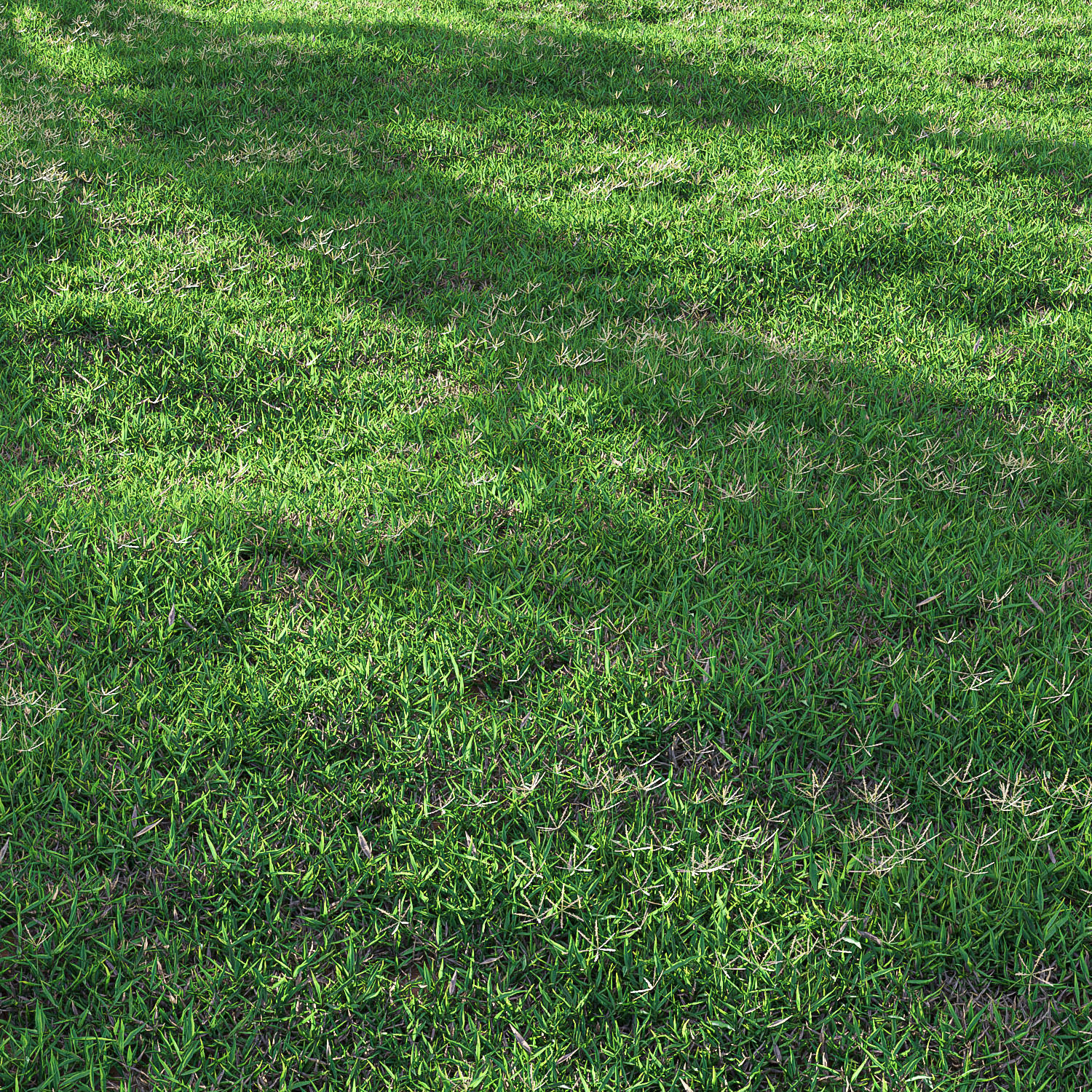 Bermuda grass 2 3D model_5