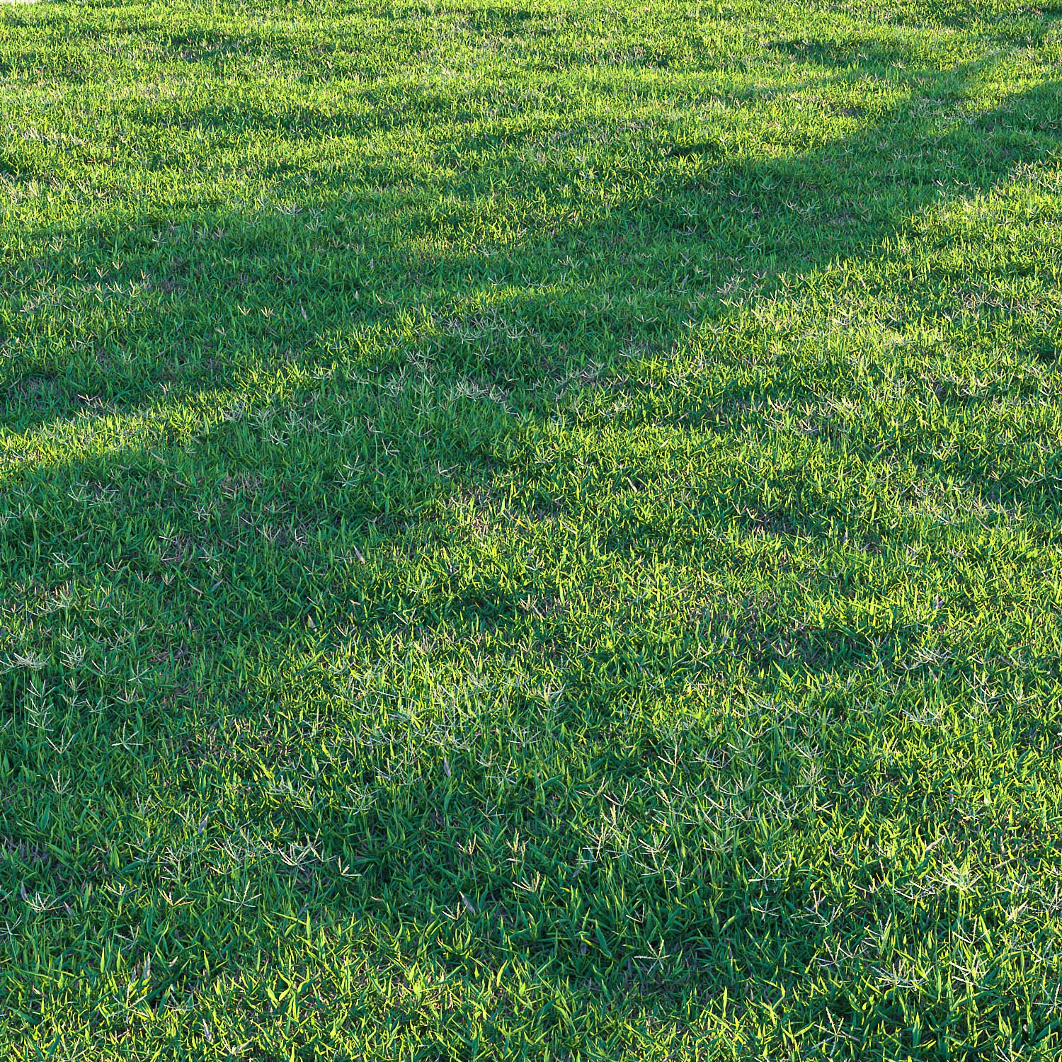 Bermuda grass 2 3D model_8