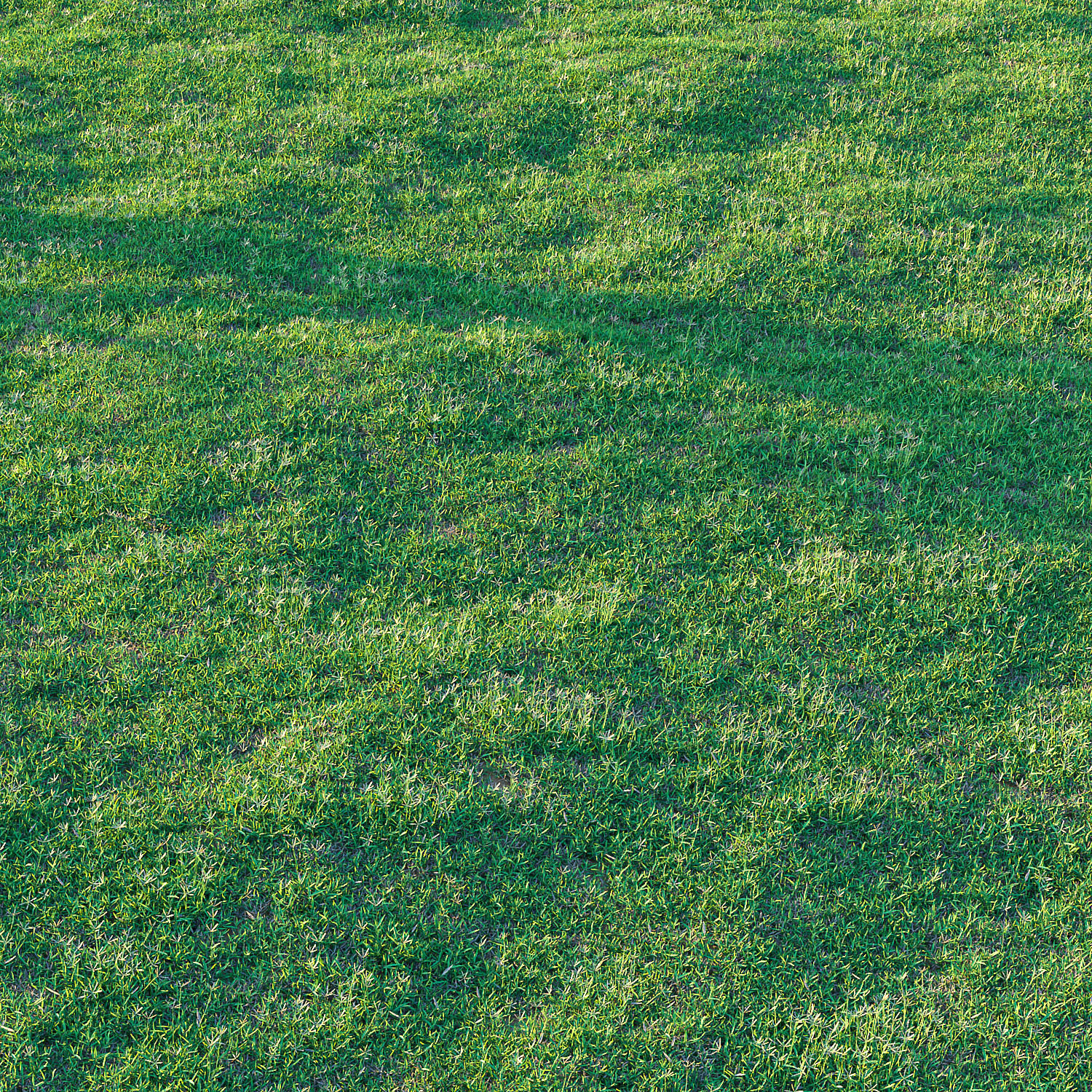 Bermuda grass 2 3D model_9