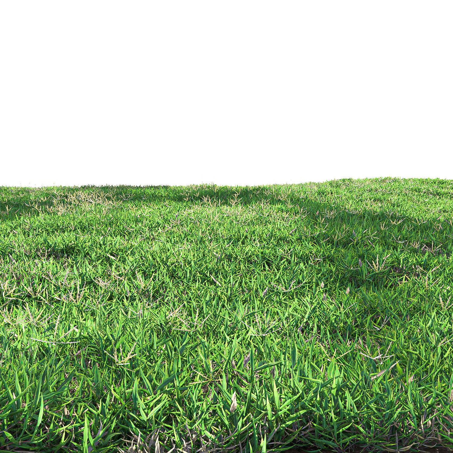 Bermuda grass 2 3D model_6