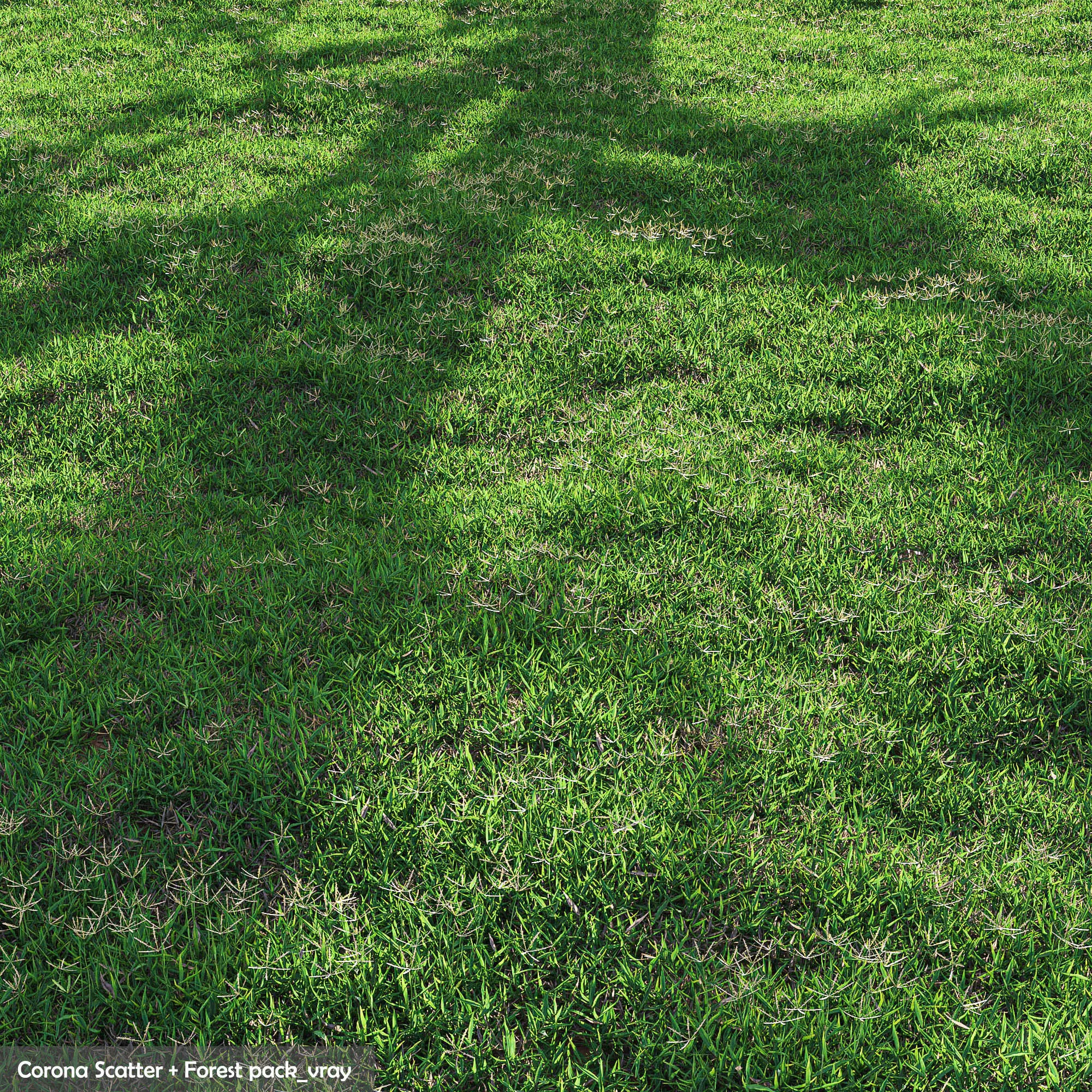Bermuda grass 2 3D model_0