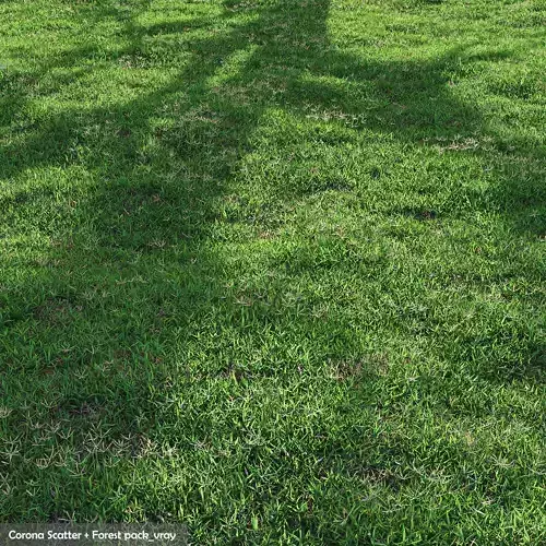 Bermuda grass 2 3D model