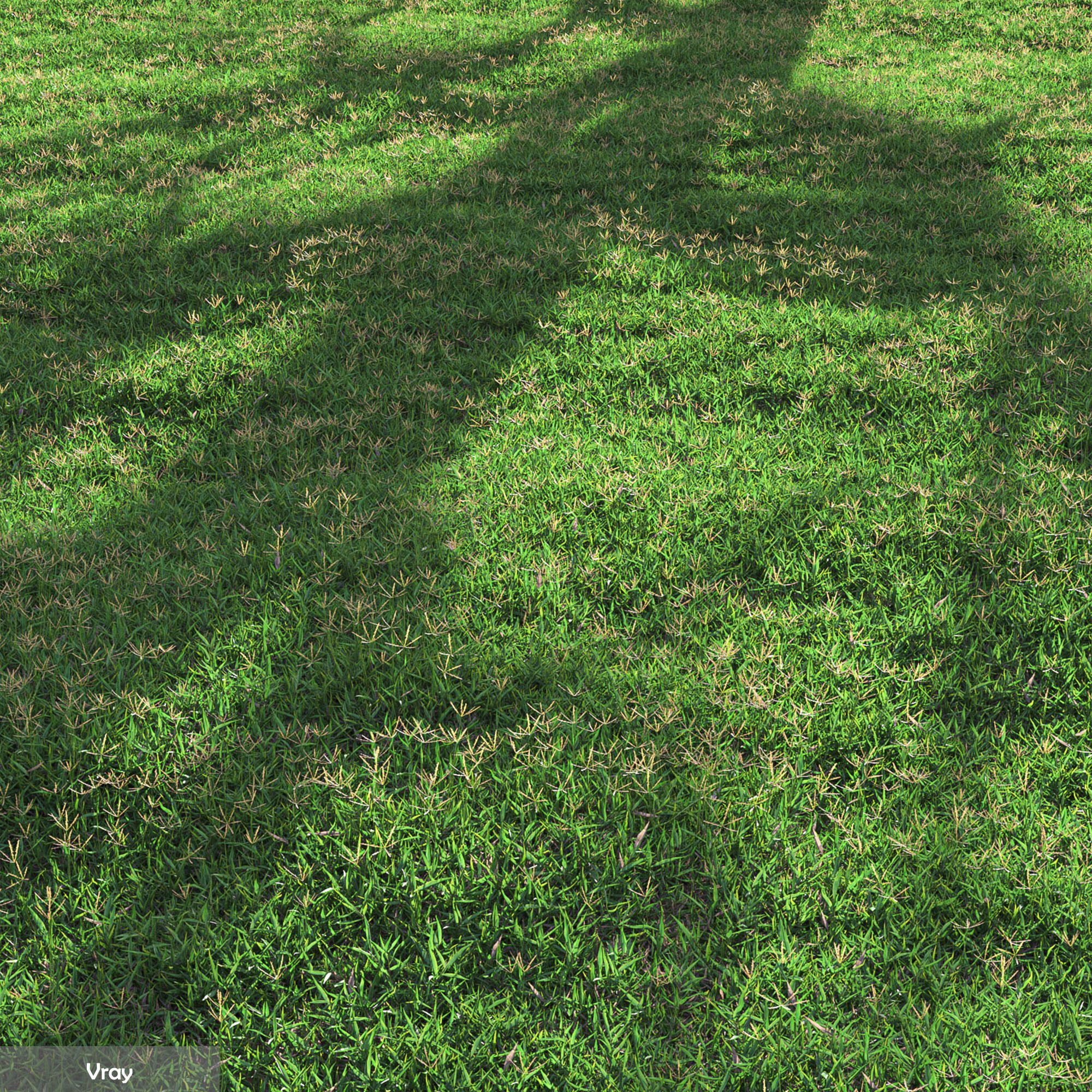 Bermuda grass 2 3D model_2