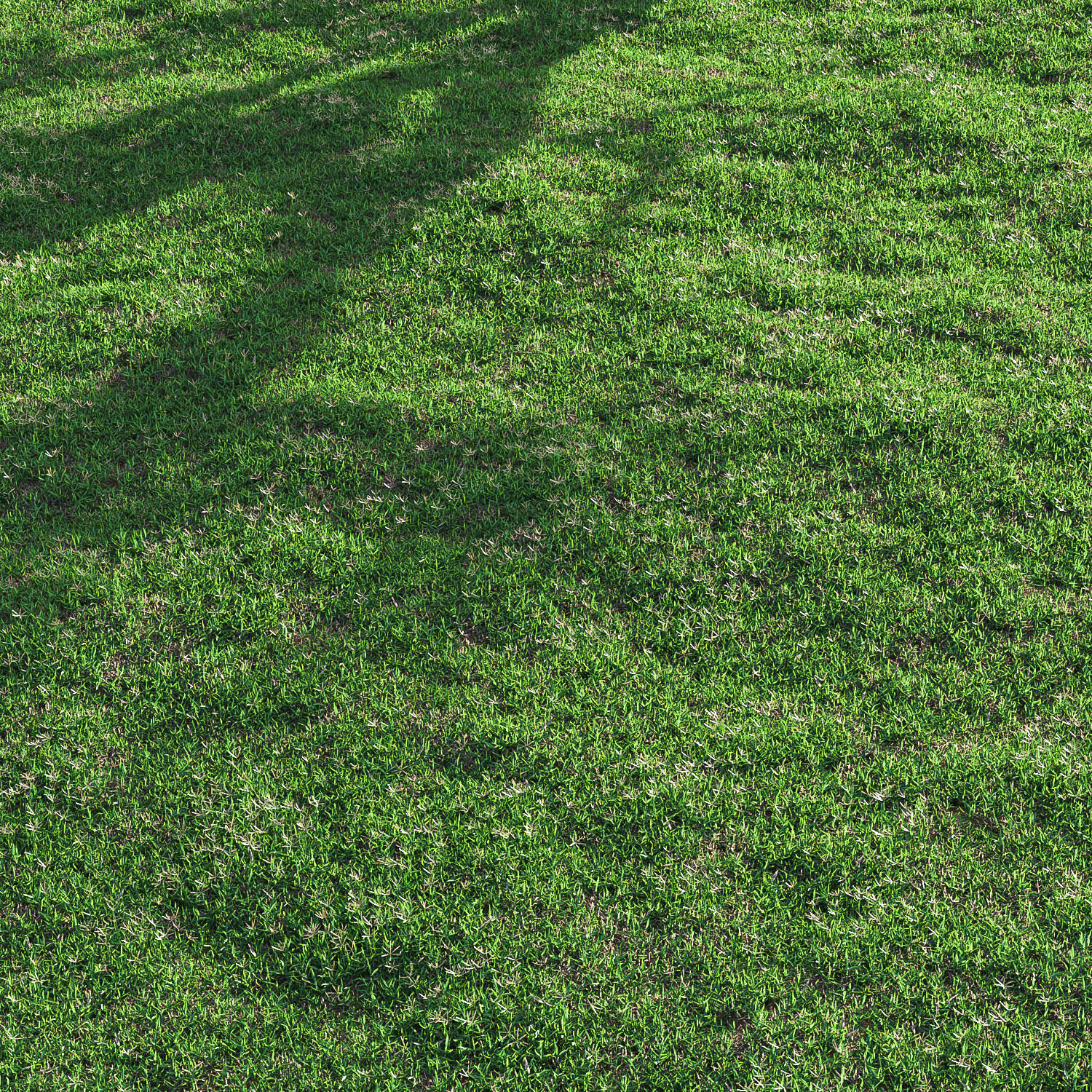 Bermuda grass 2 3D model_4