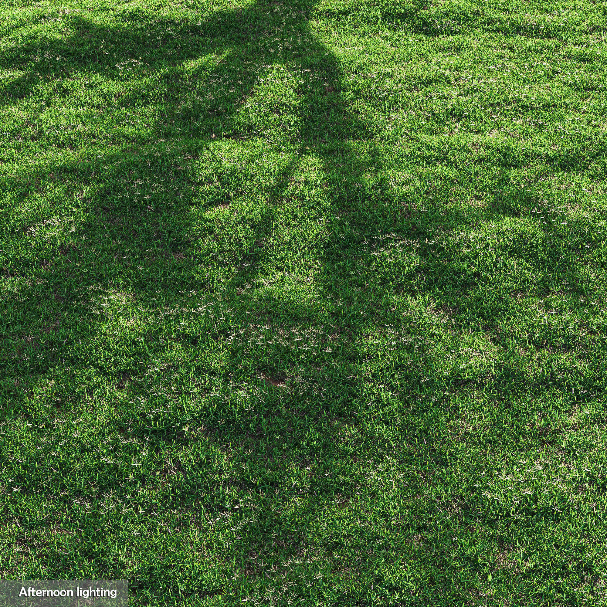 Bermuda grass 2 3D model_1
