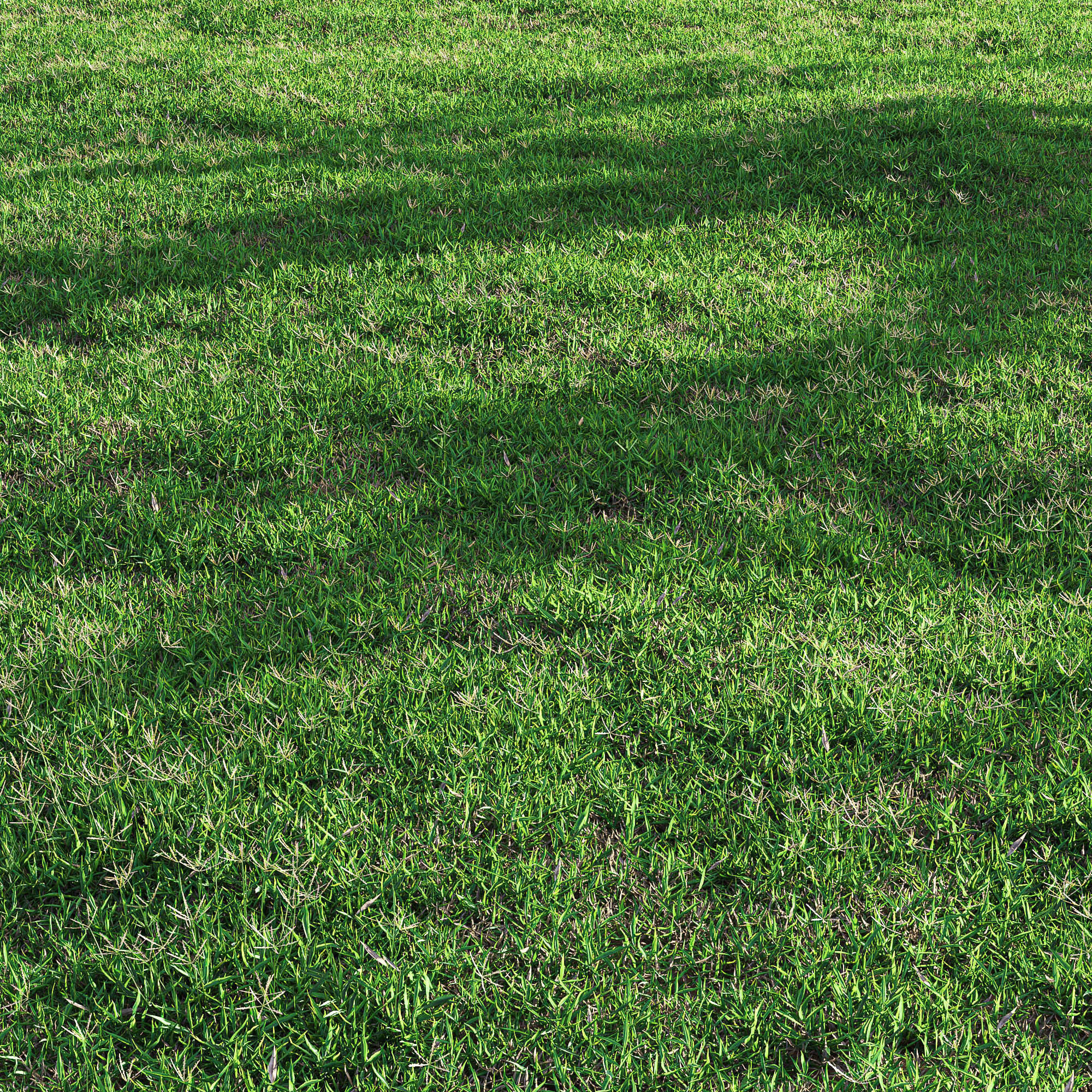 Bermuda grass 2 3D model_3