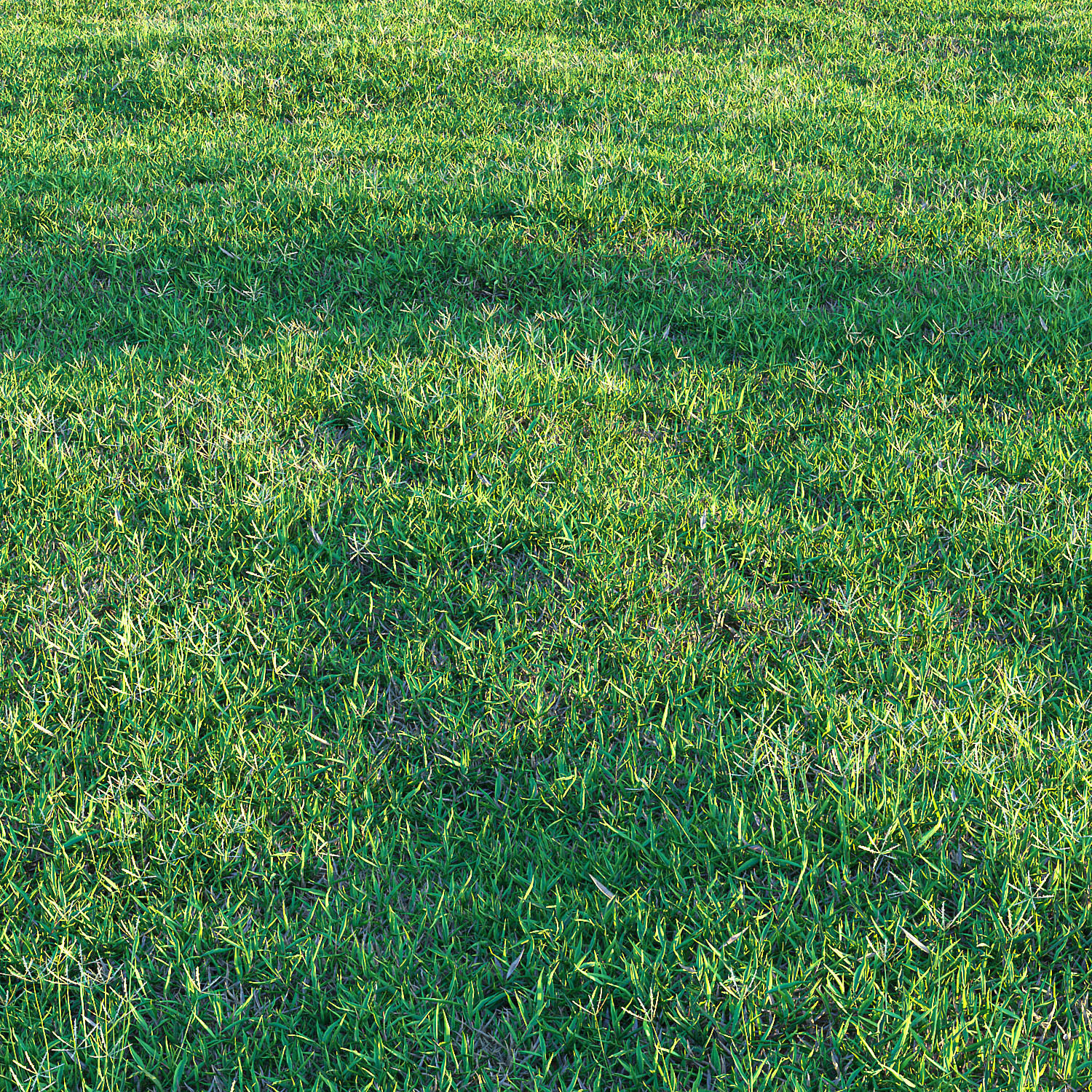 Bermuda grass 2 3D model_10