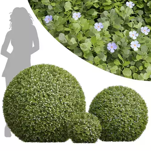 New Plant Bacopa Diffusa Sutera Sphere