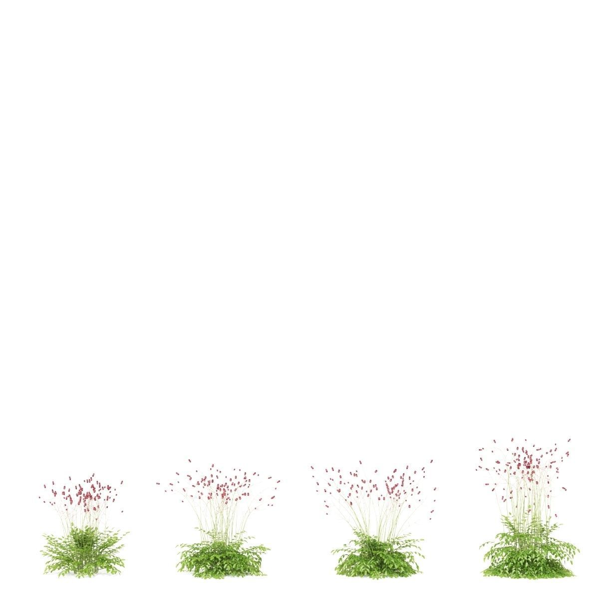 Sanguisorba officinalis flower 3D model_5