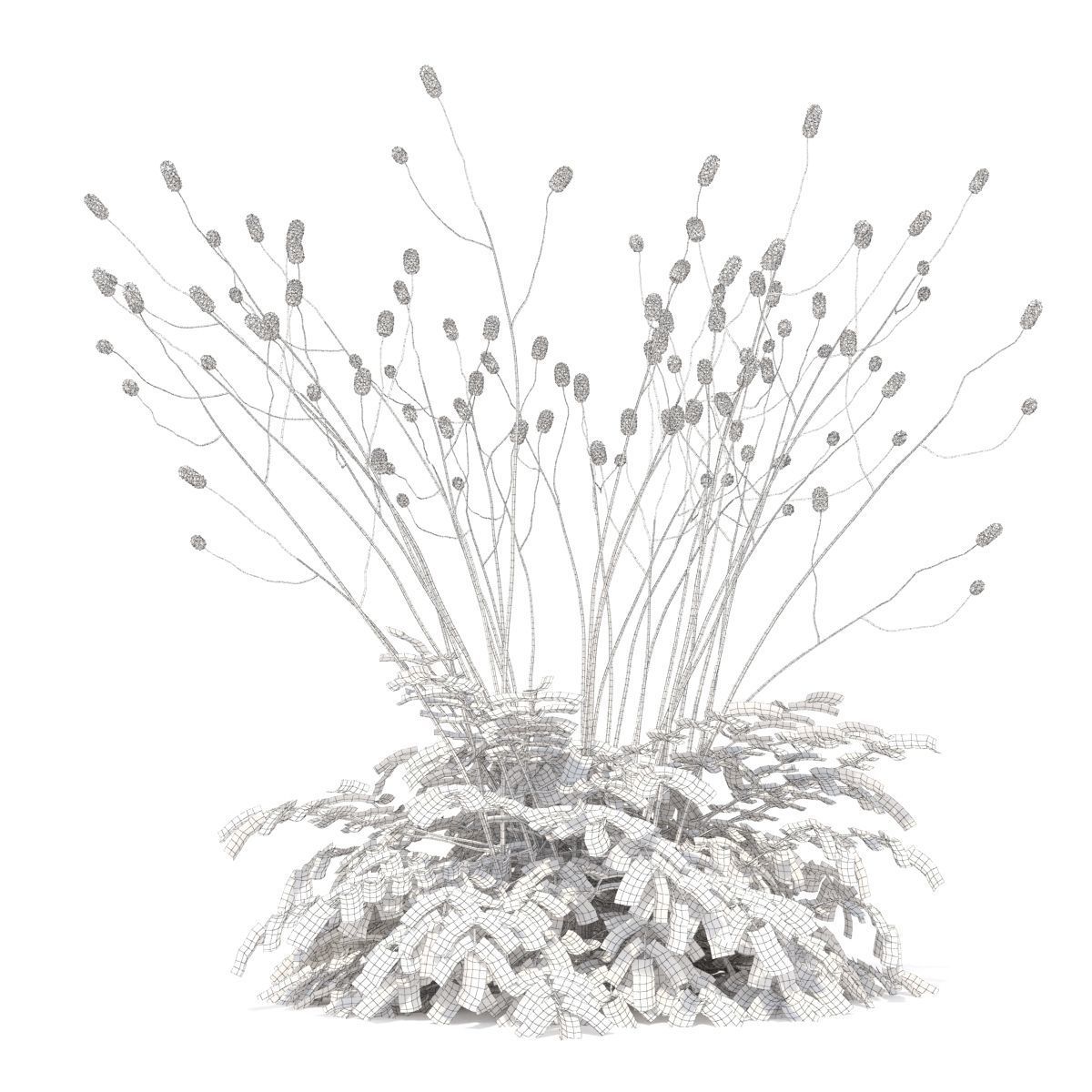 Sanguisorba officinalis flower 3D model_9