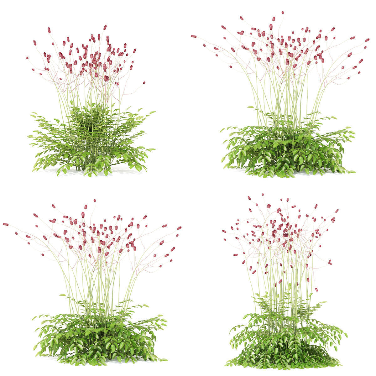 Sanguisorba officinalis flower 3D model_2