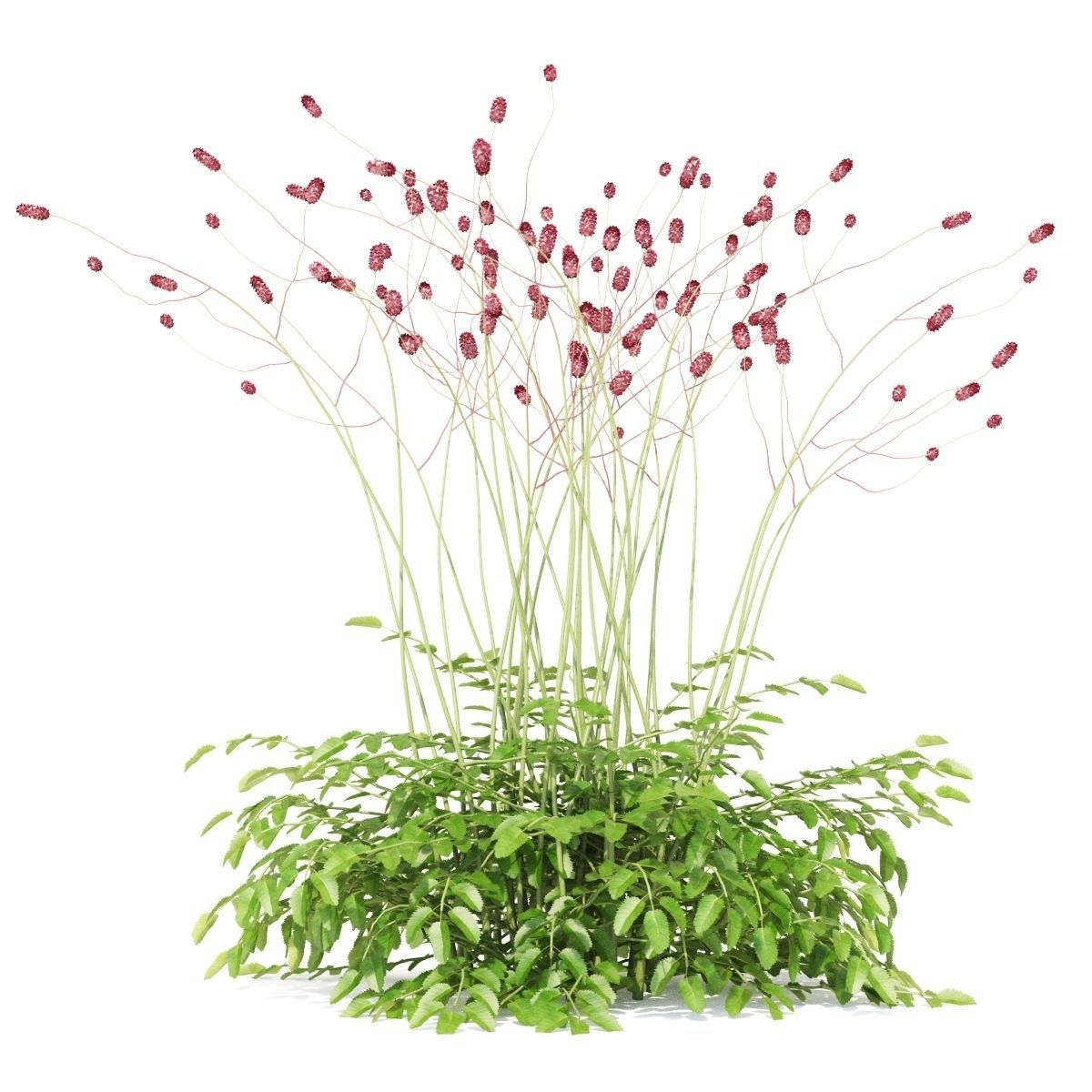 Sanguisorba officinalis flower 3D model_7