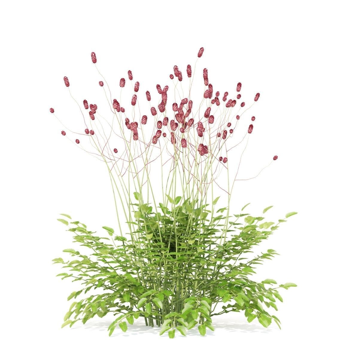 Sanguisorba officinalis flower 3D model_6