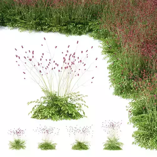 Sanguisorba officinalis flower 3D model