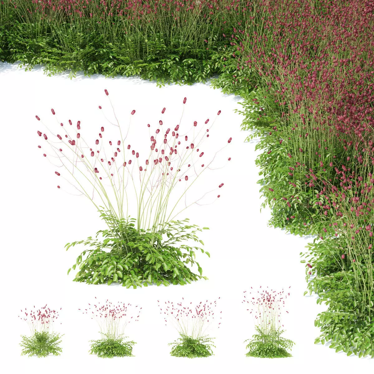 Sanguisorba officinalis flower 3D model_0