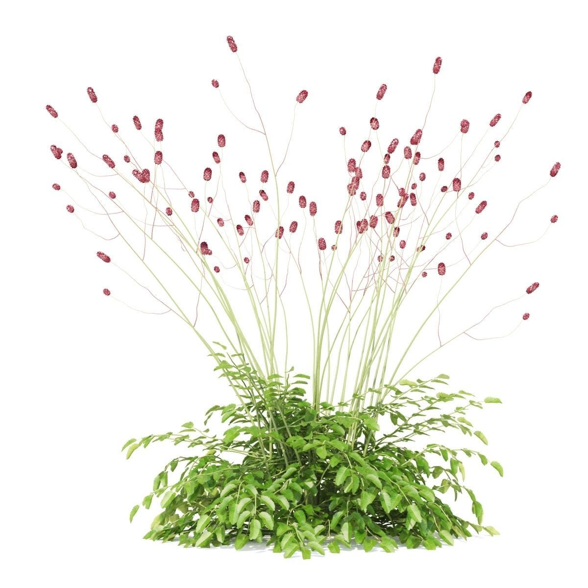Sanguisorba officinalis flower 3D model_8