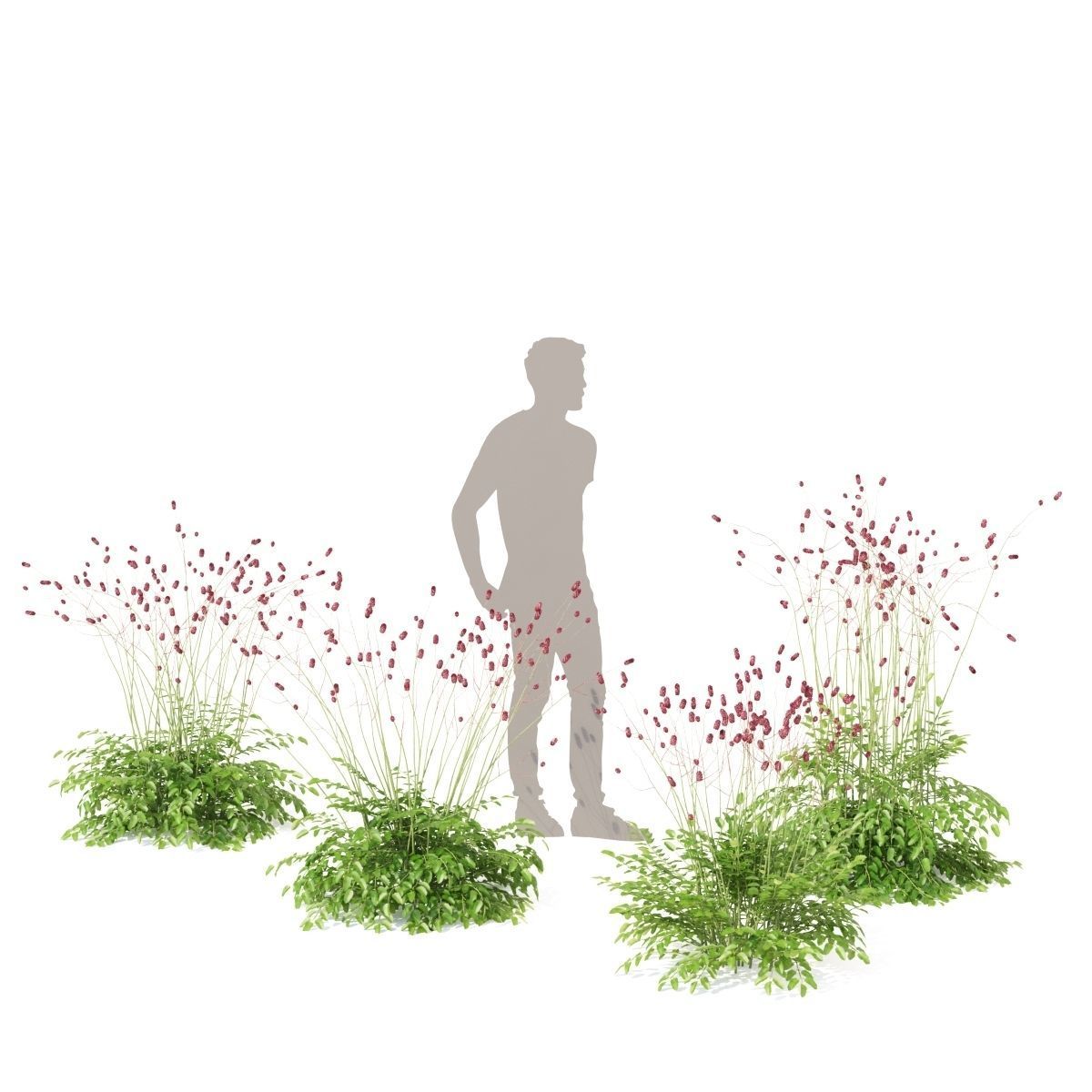 Sanguisorba officinalis flower 3D model_3