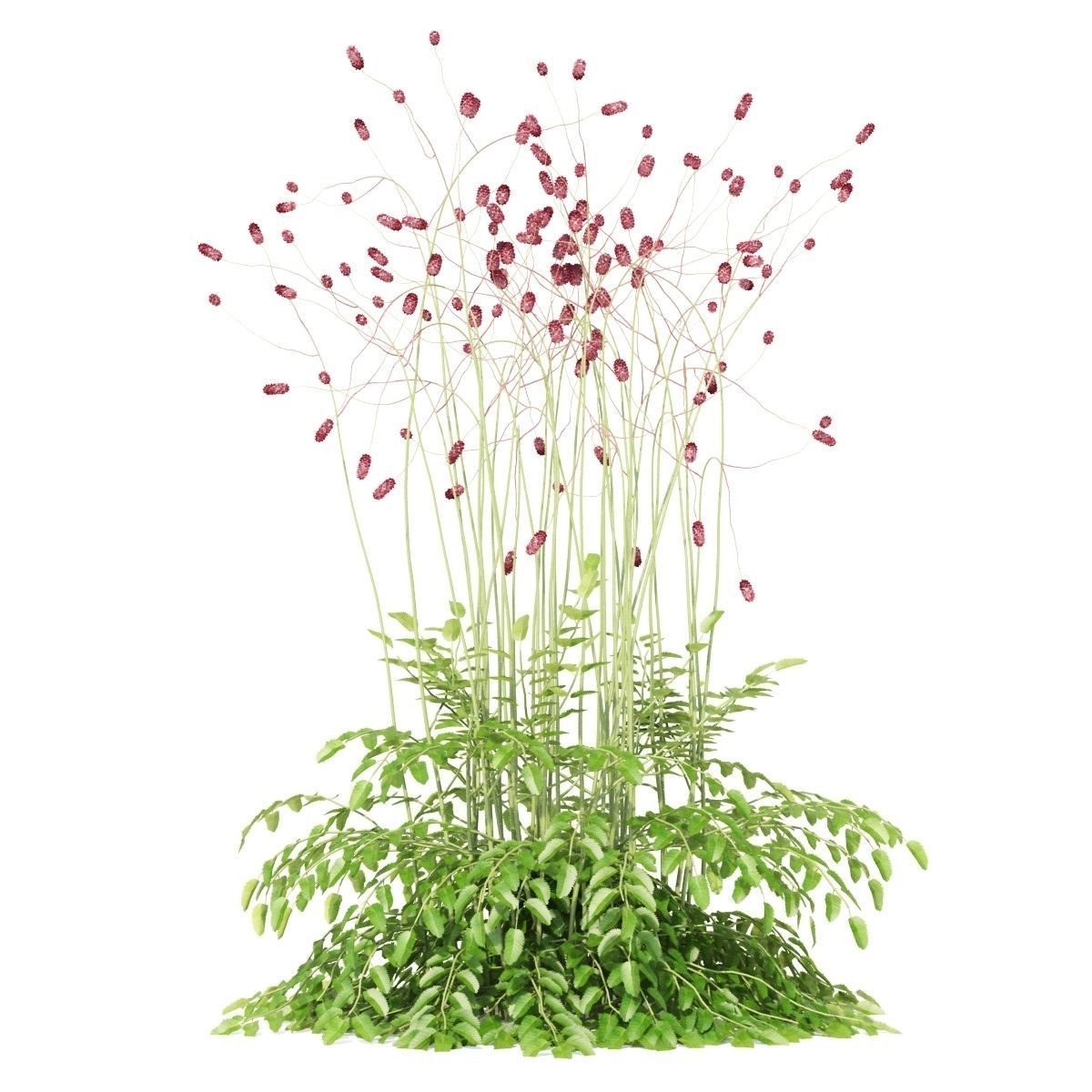 Sanguisorba officinalis flower 3D model_10