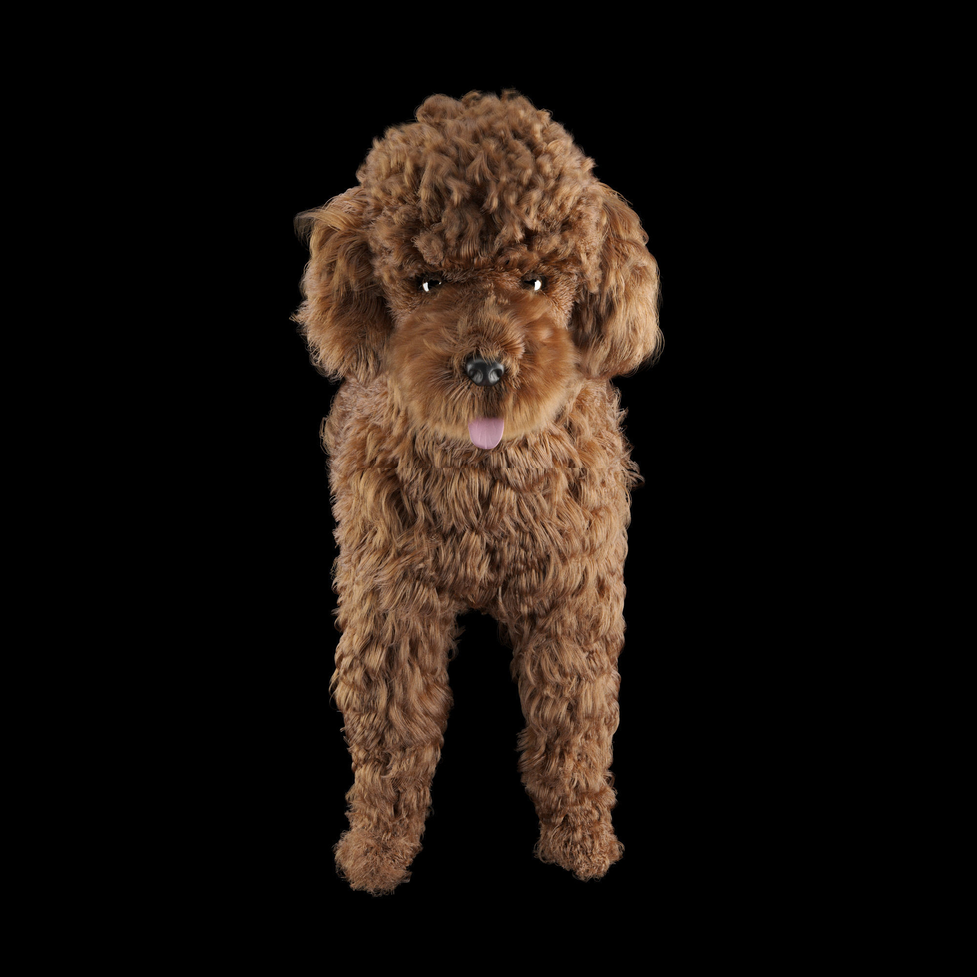 Poodle dog puppy 3D model_7