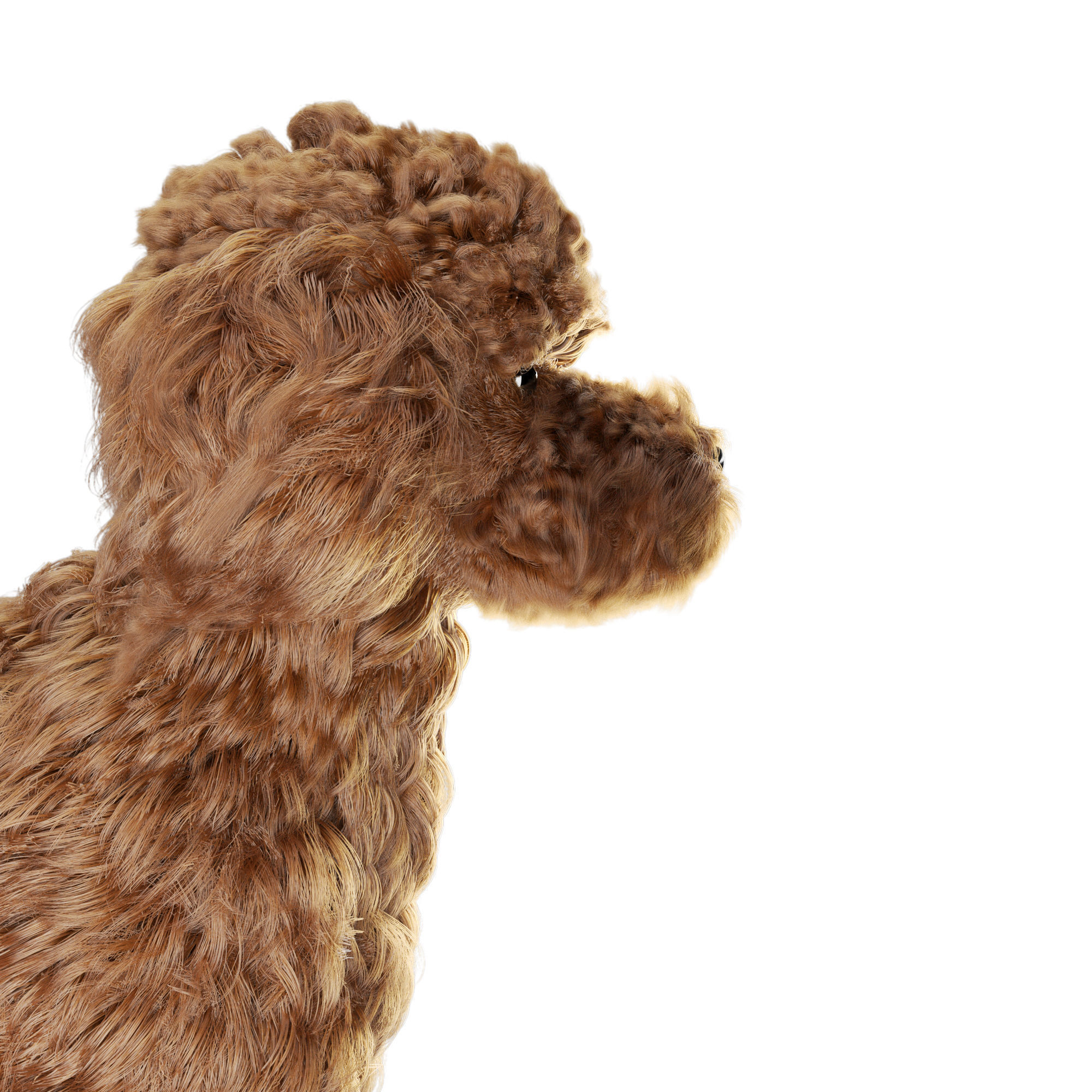 Poodle dog puppy 3D model_5