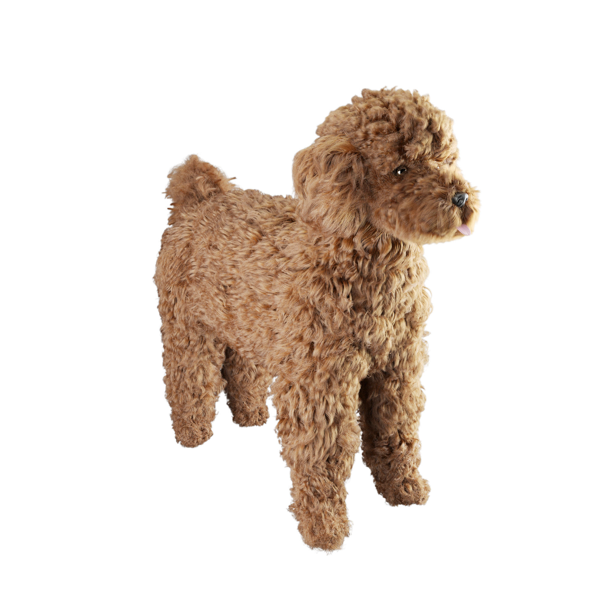 Poodle dog puppy 3D model_2