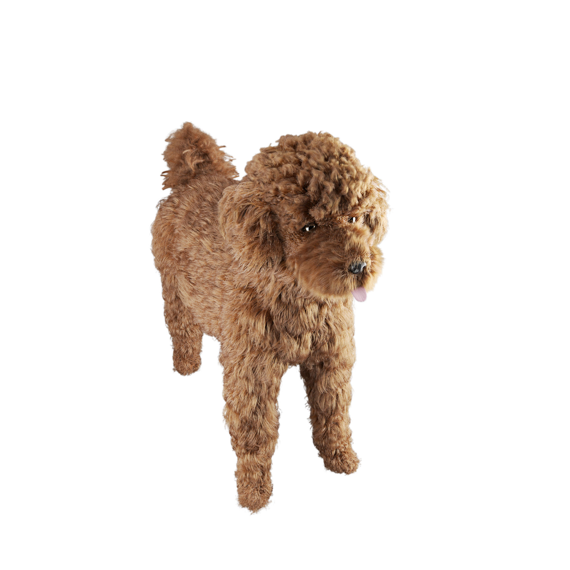 Poodle dog puppy 3D model_1