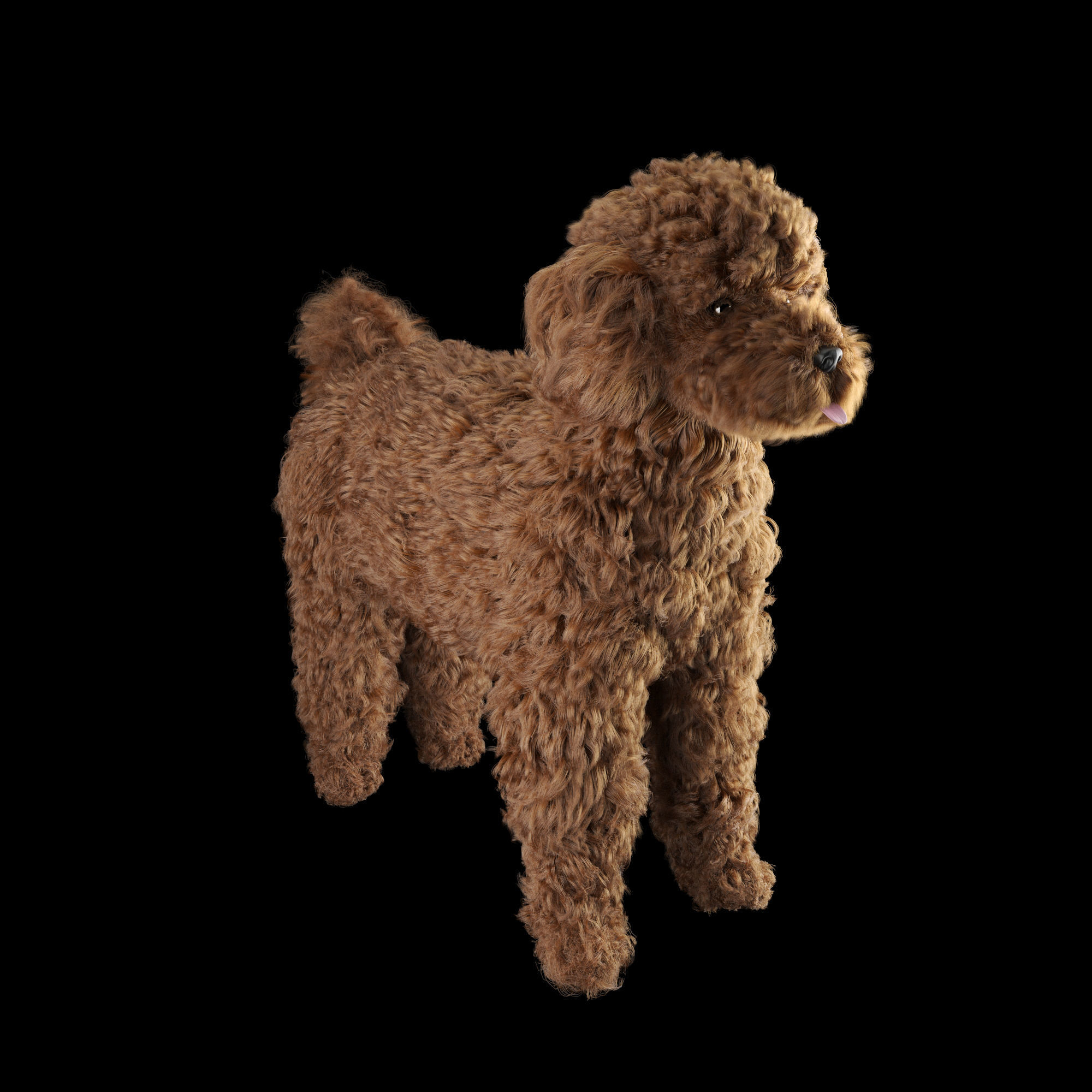 Poodle dog puppy 3D model_6