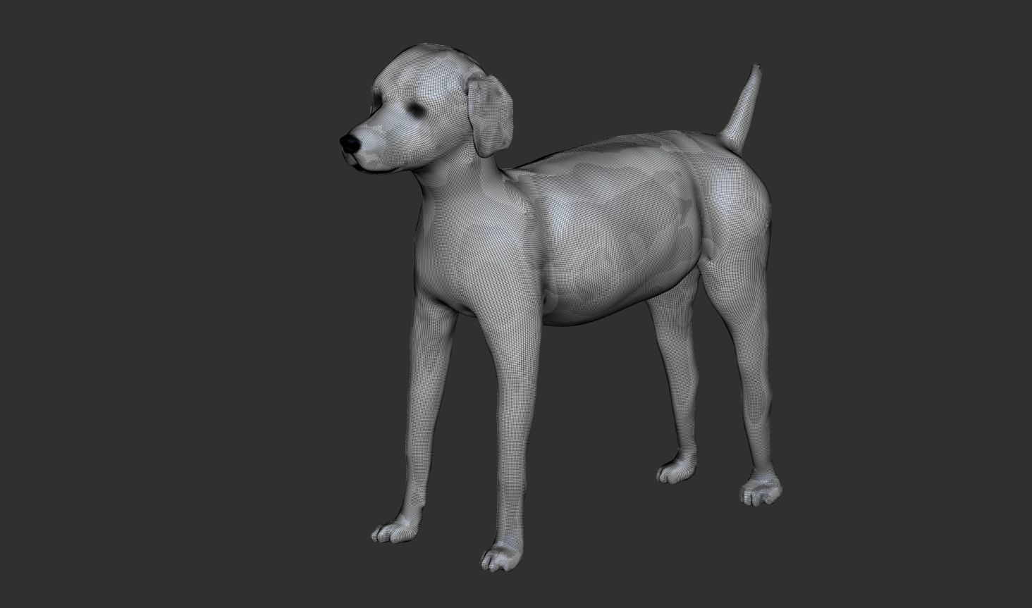 Poodle dog puppy 3D model_12