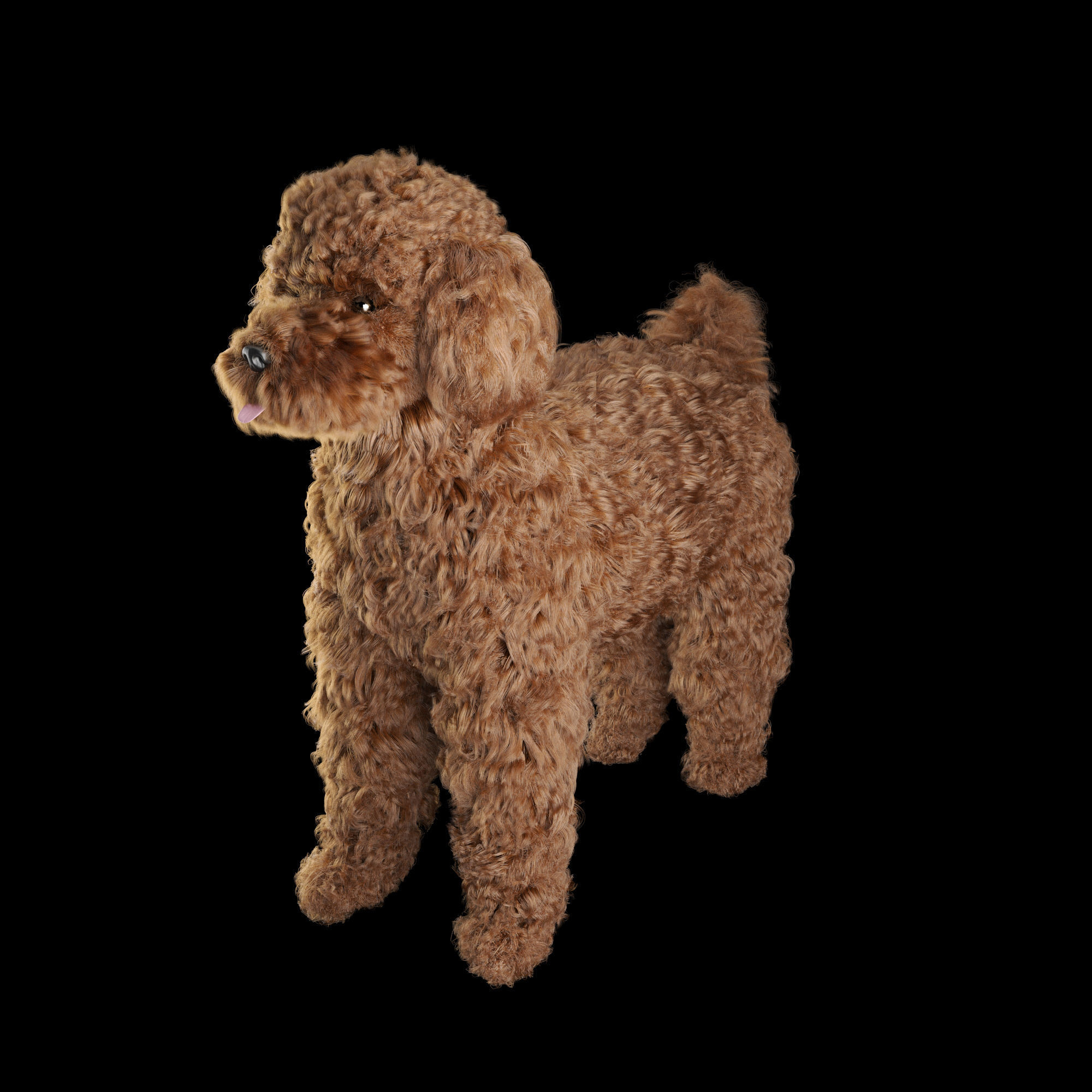 Poodle dog puppy 3D model_8