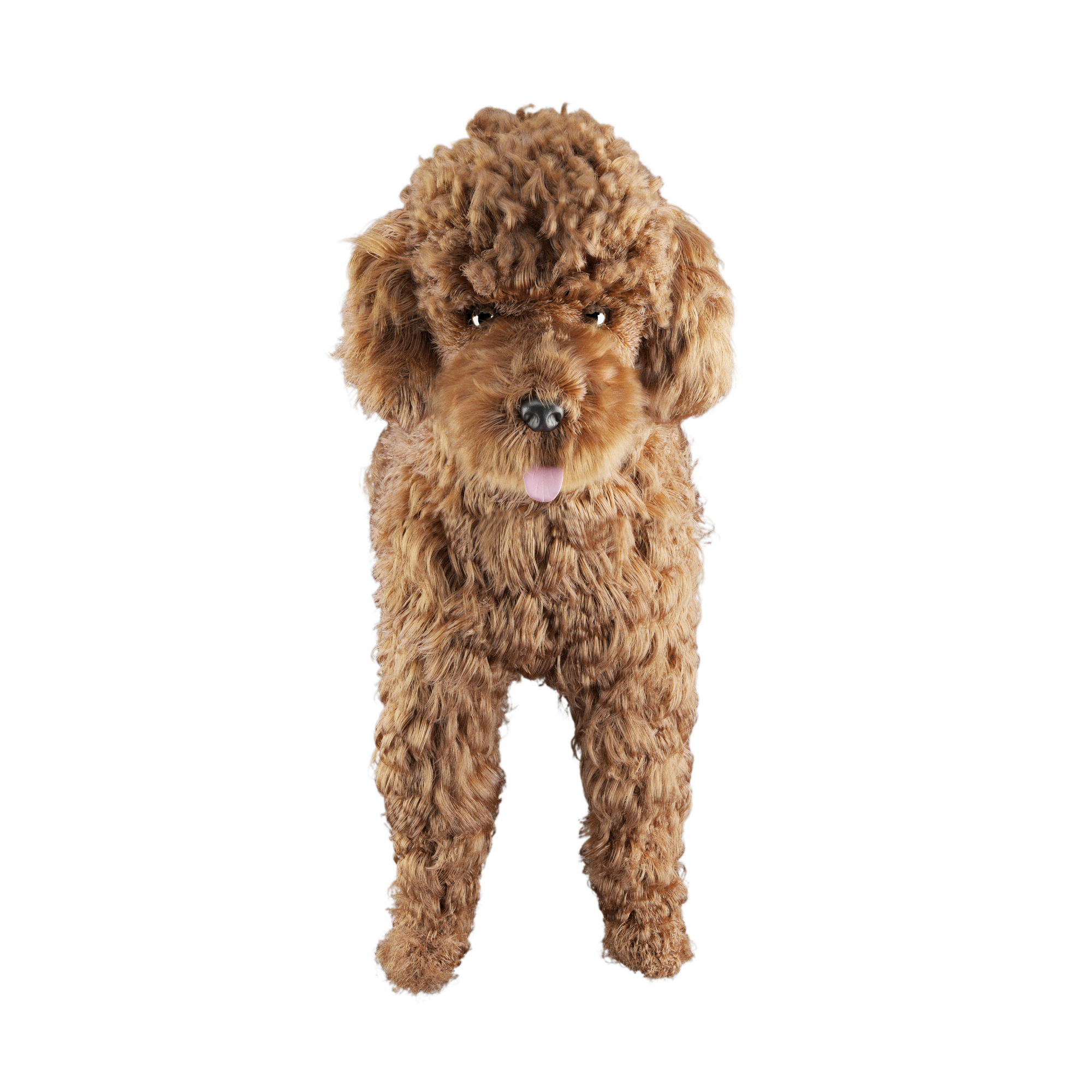 Poodle dog puppy 3D model_3