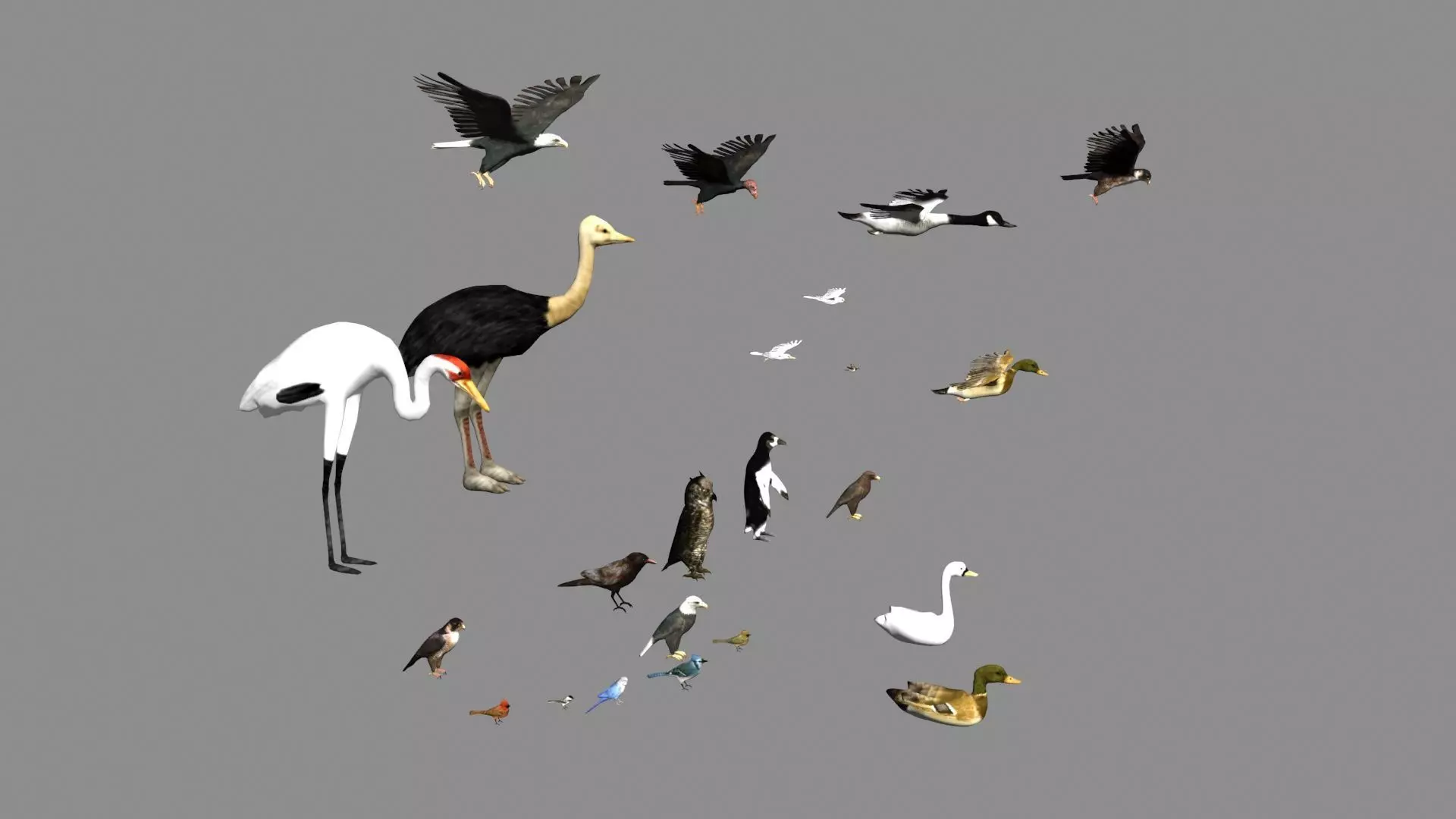 bird collection group of birds 3D model_0