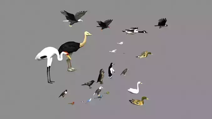 bird collection group of birds