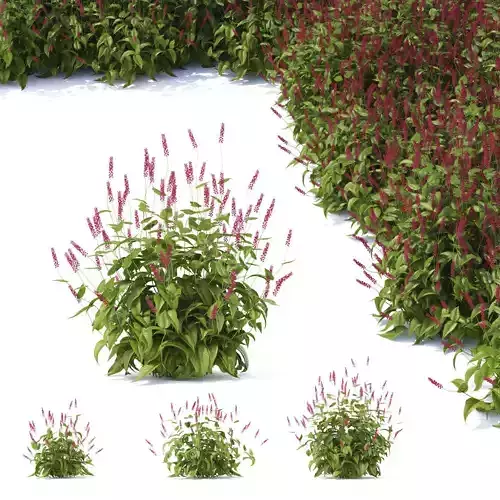 Persicaria amplexicaule 3D model