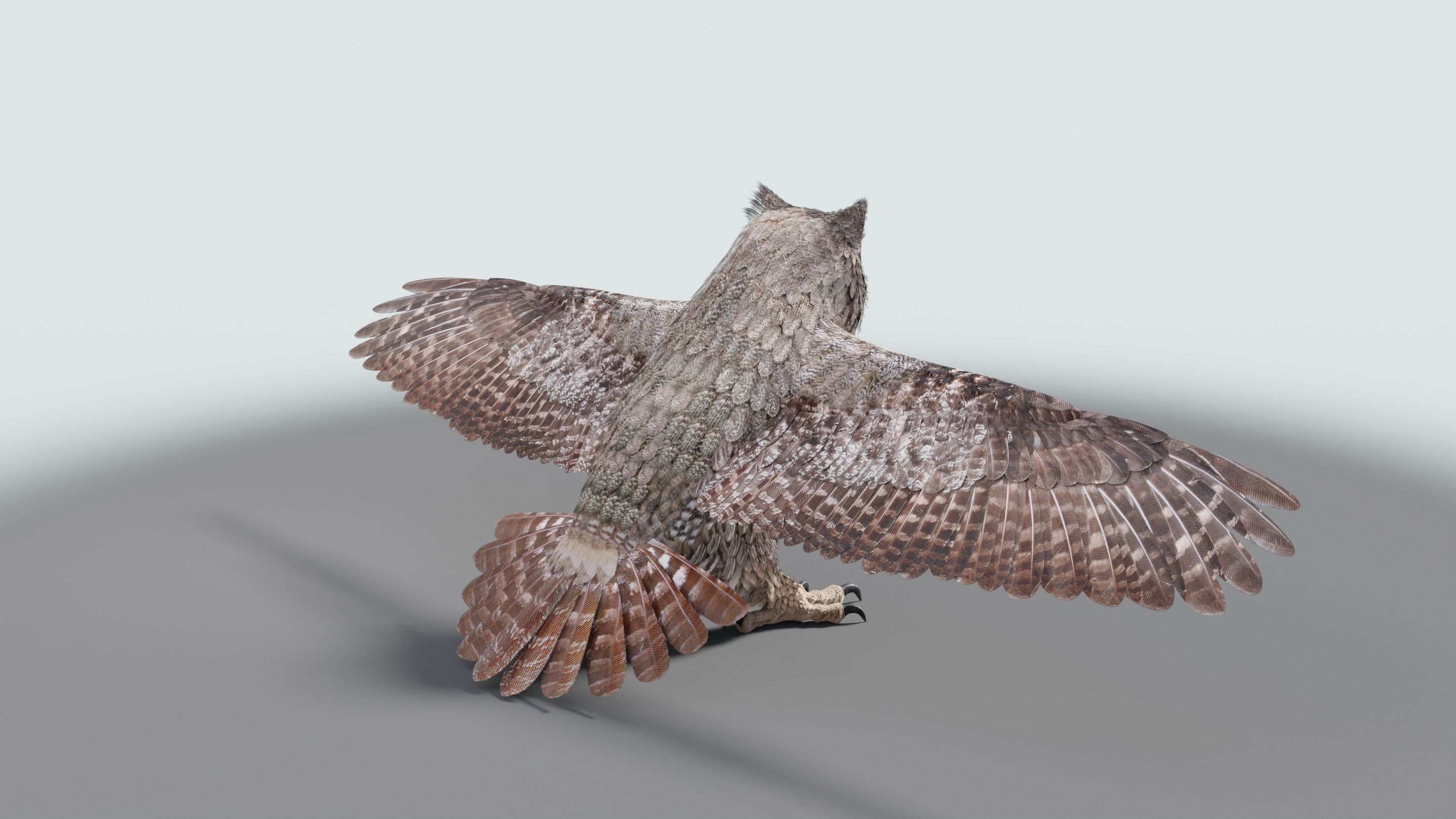 Great Horned Owl - Blender Low-poly 3D model_36