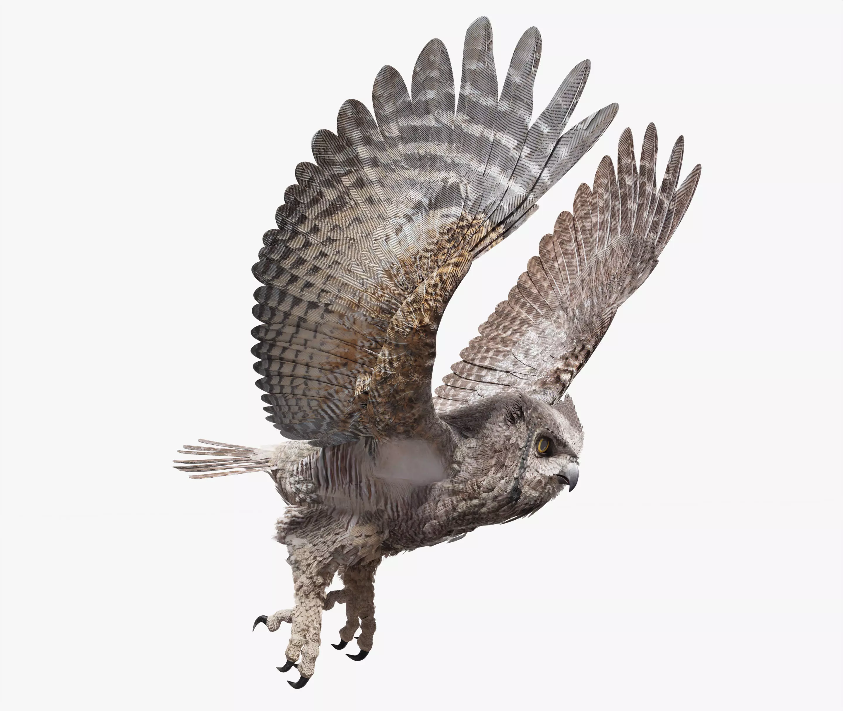 Great Horned Owl - Blender Low-poly 3D model_0