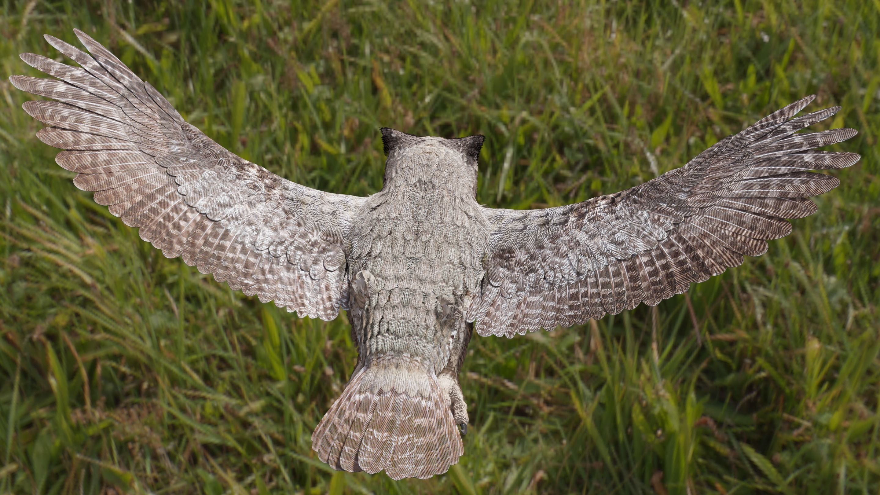 Great Horned Owl - Blender Low-poly 3D model_25