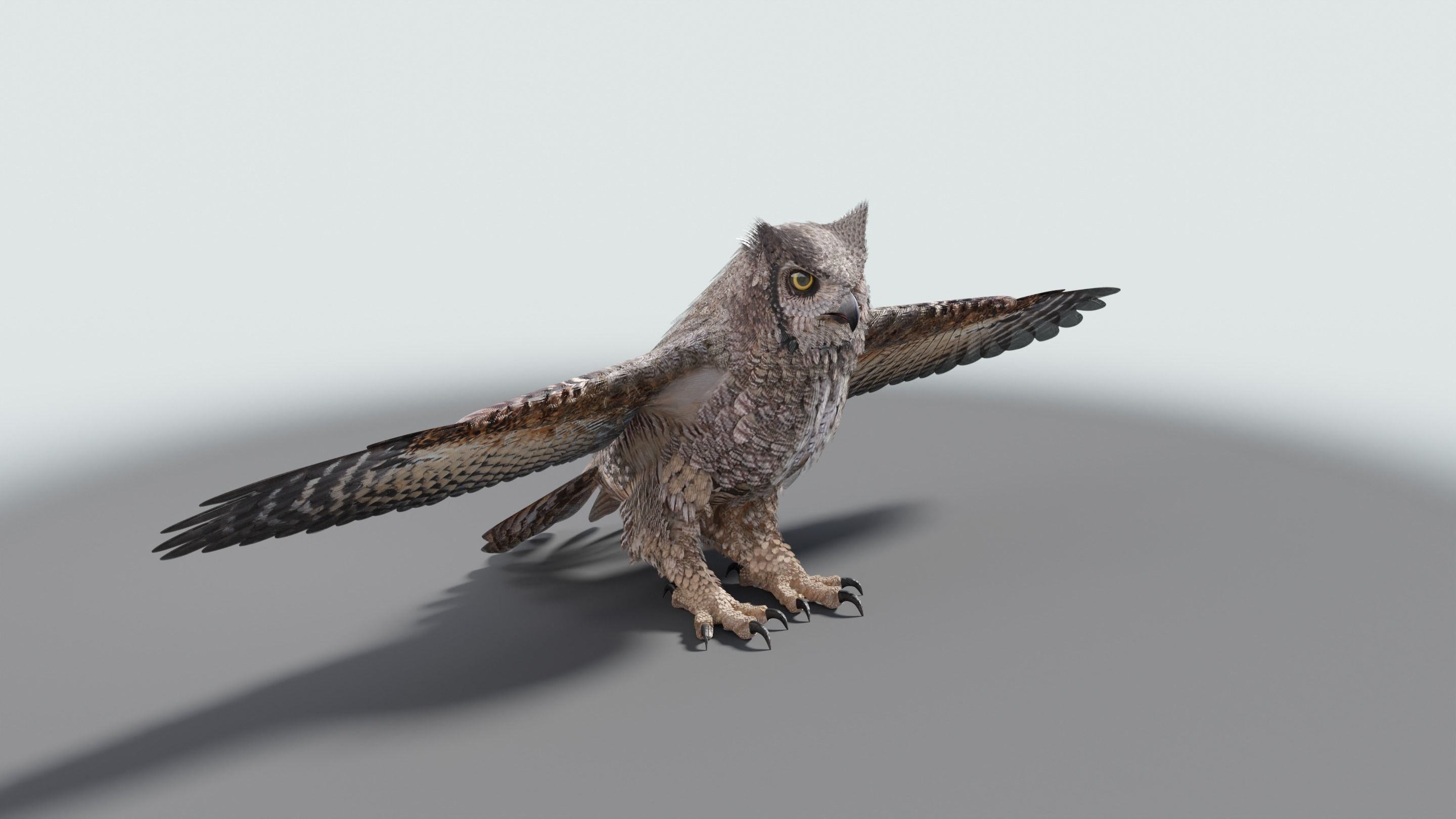 Great Horned Owl - Blender Low-poly 3D model_32