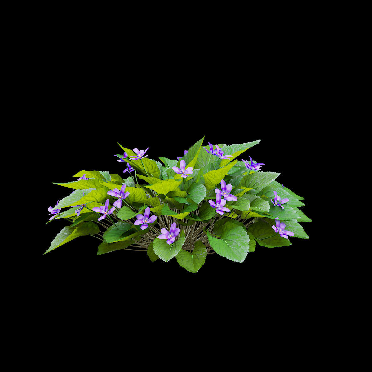 Viola odorta flower 3D model_2