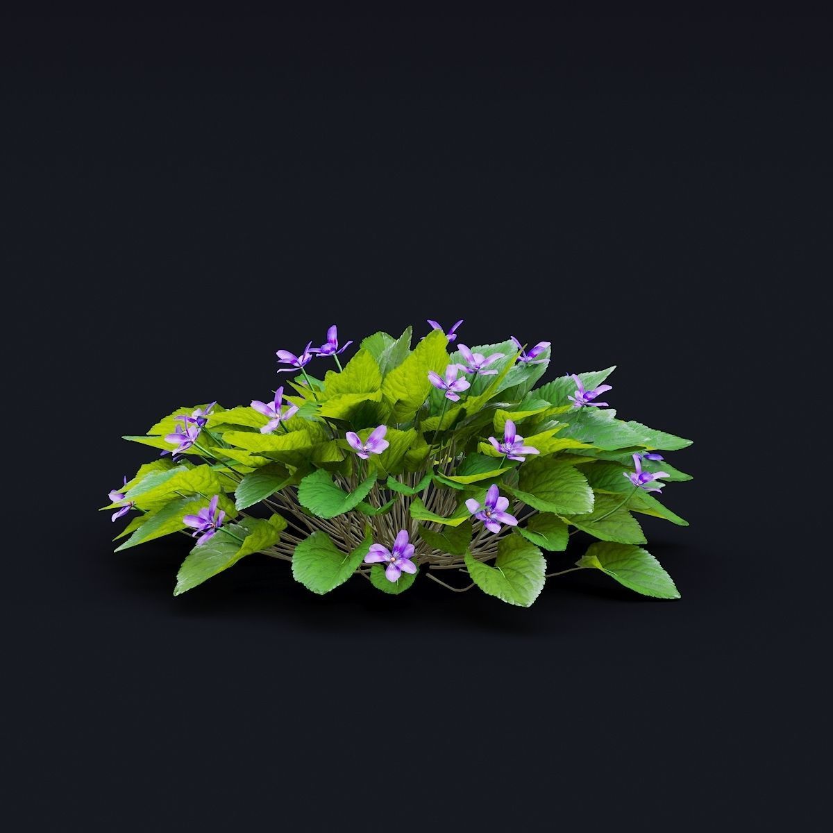 Viola odorta flower 3D model_7