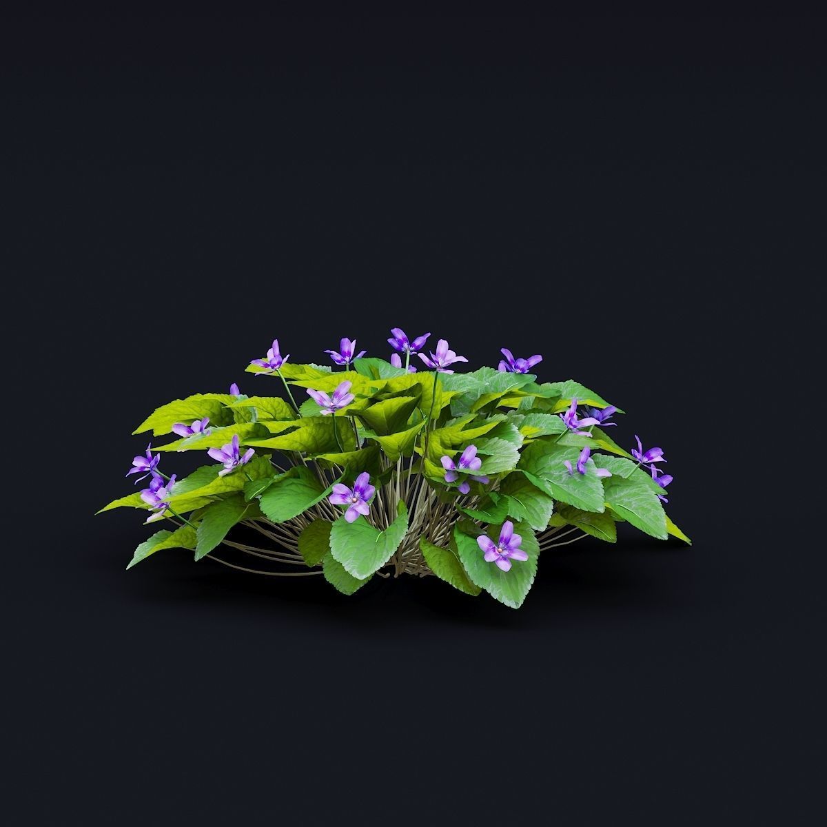 Viola odorta flower 3D model_5